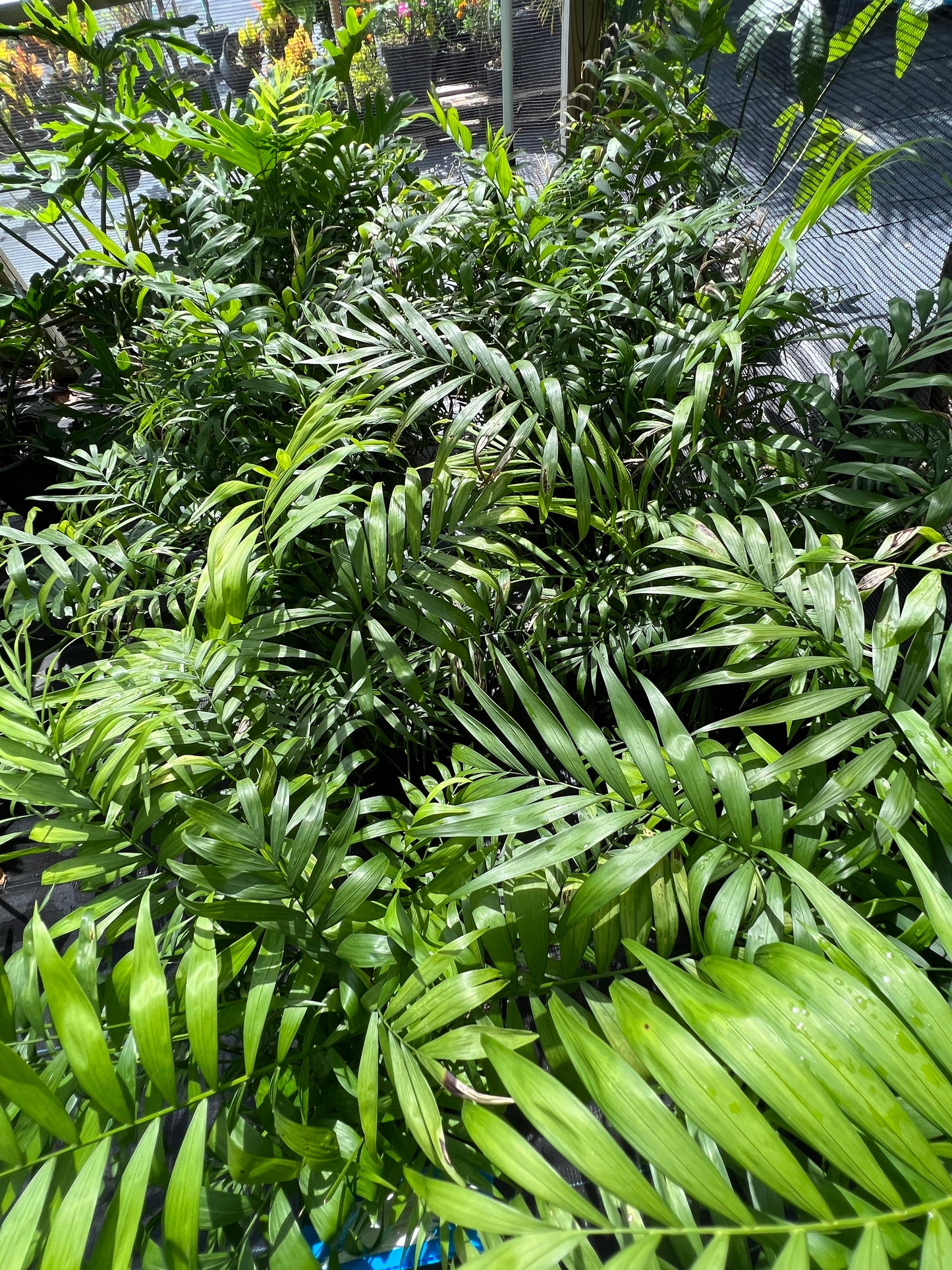 Neanthe Bella Parlor Palm