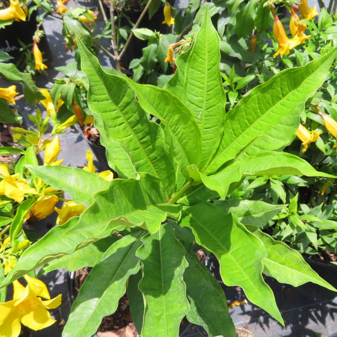 Allamanda Bush-3G-3 gal
