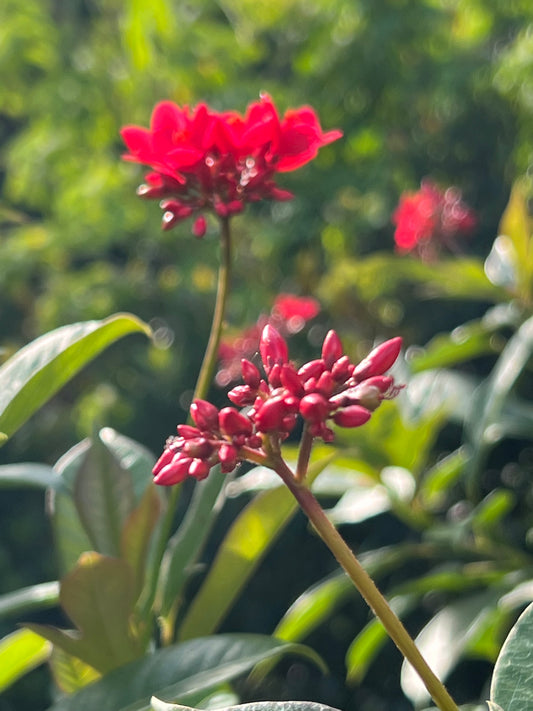 Jatropha Shrub (integerrima)