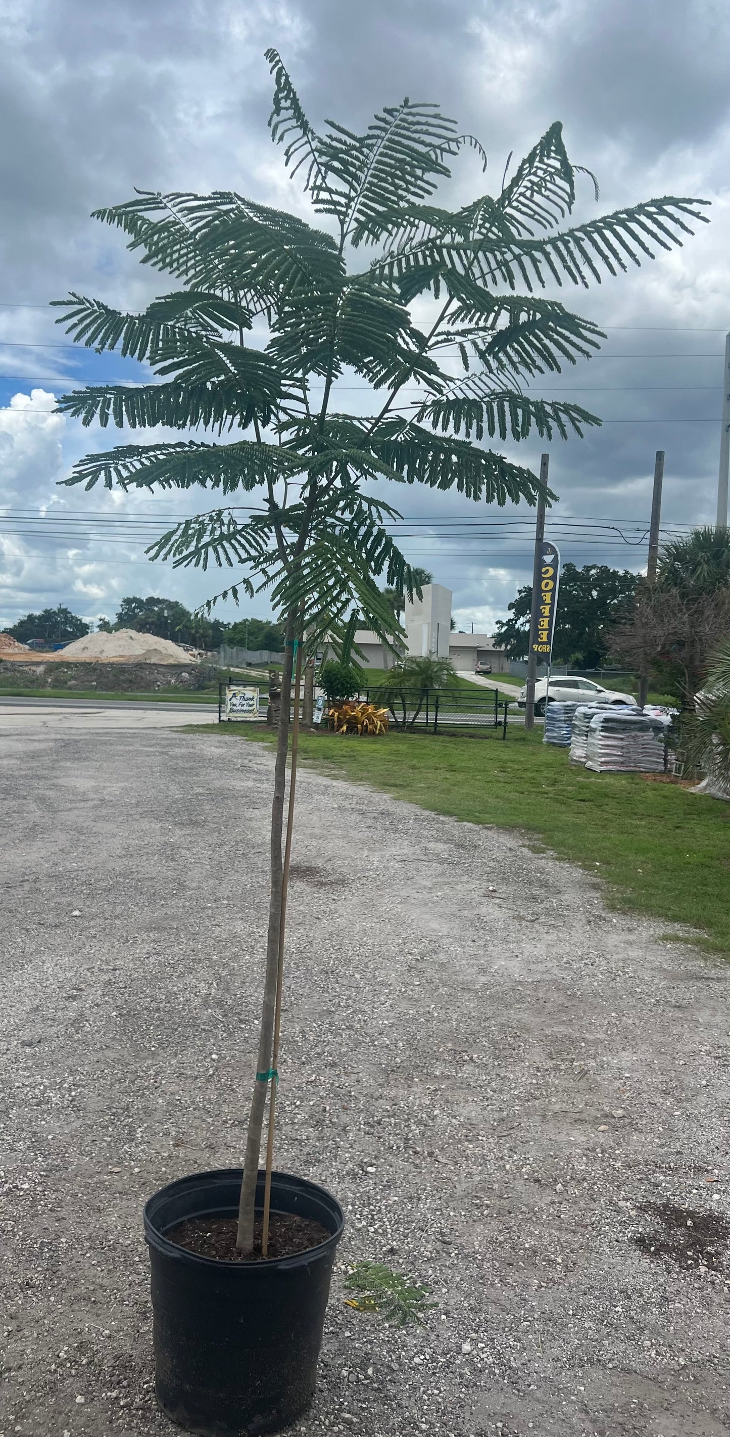 Royal Poinciana Tree