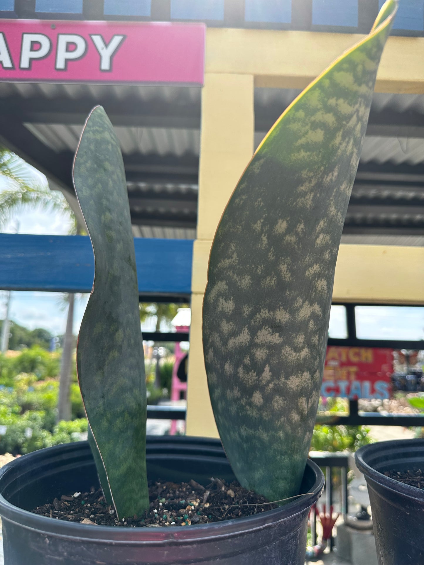 Sansevieria Whale Tale-3G-3 gal