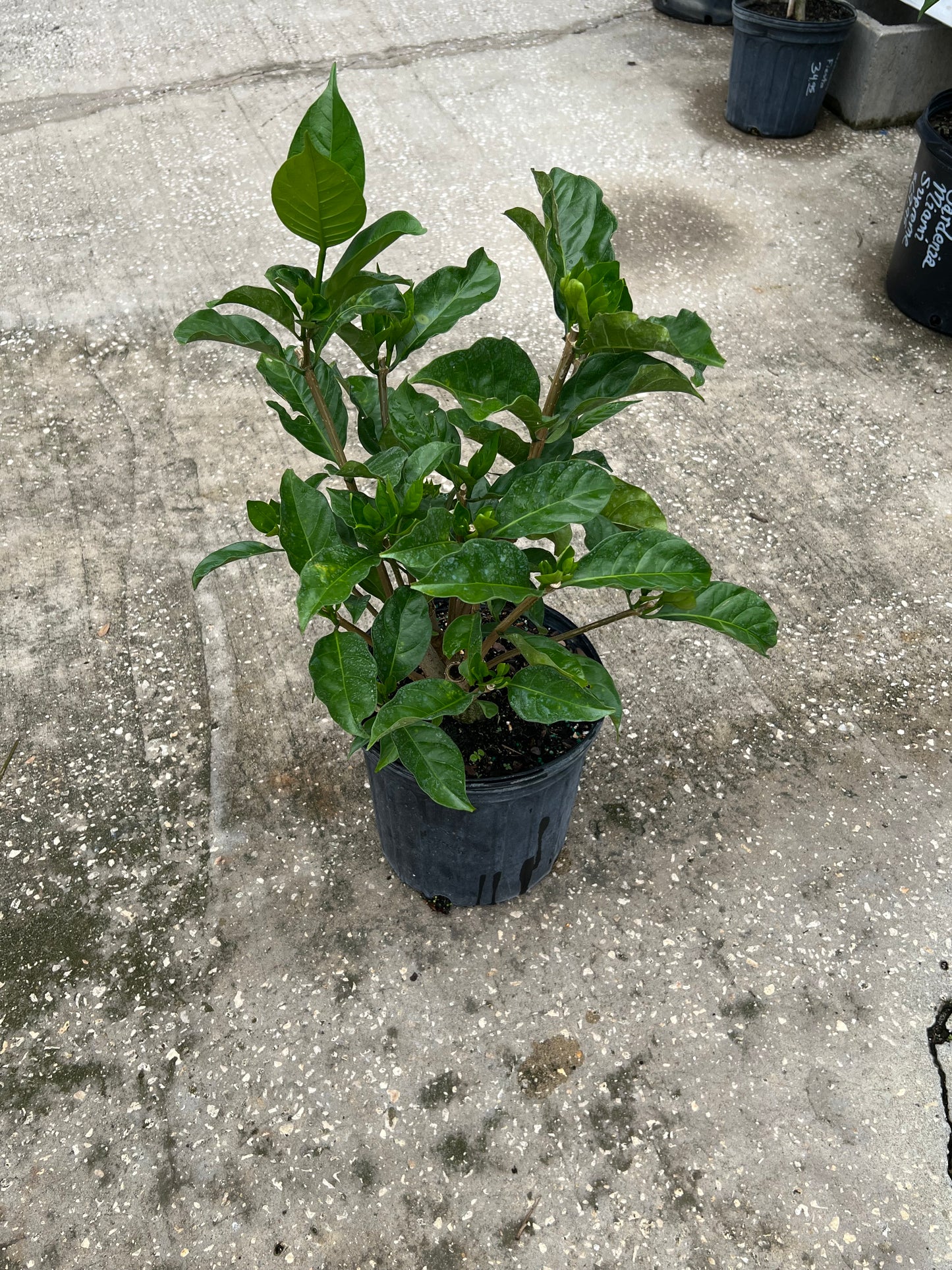 FL Gardenia (Cape Jasmine)
