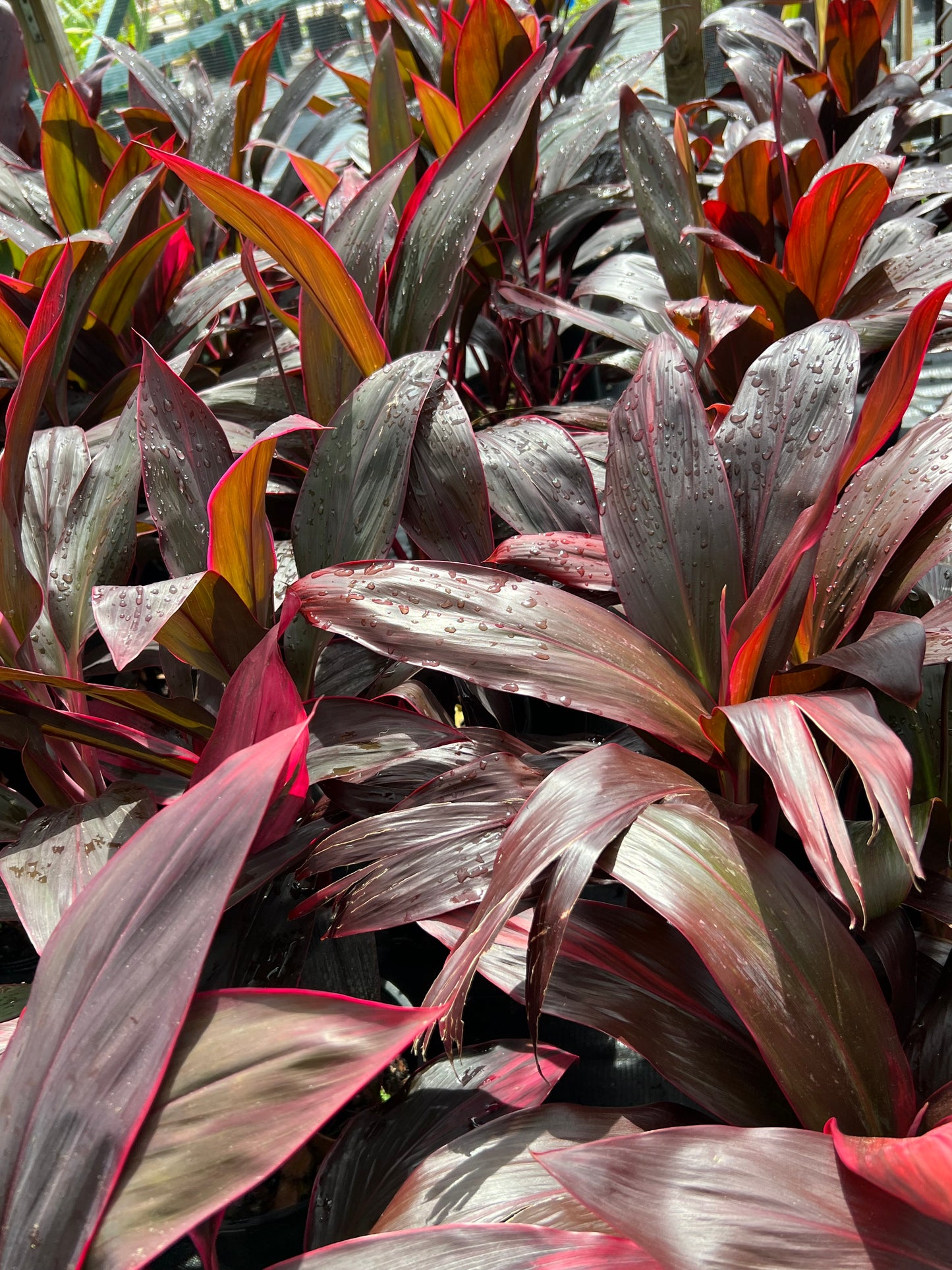 Cordyline Shrubs