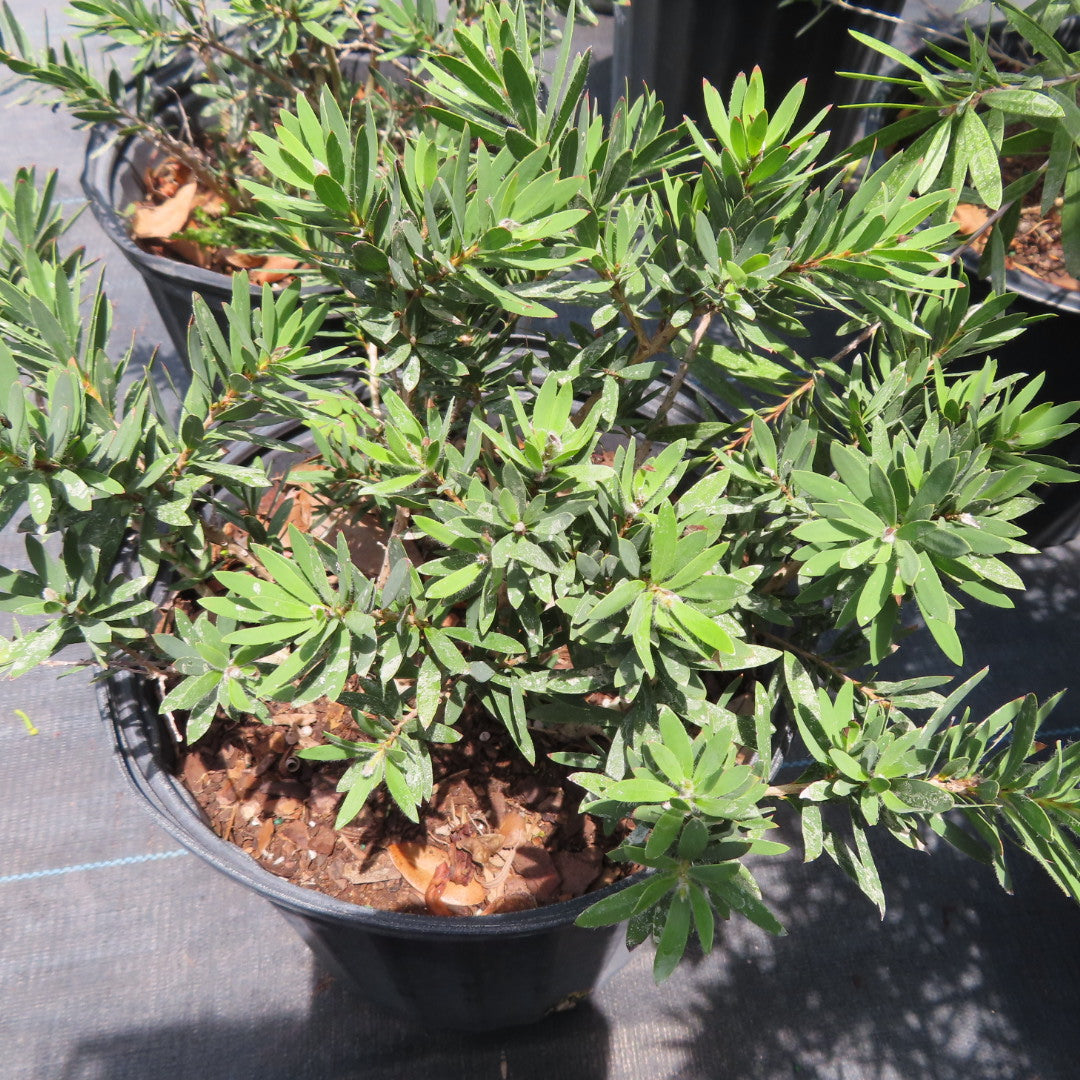 Bottlebrush Bush