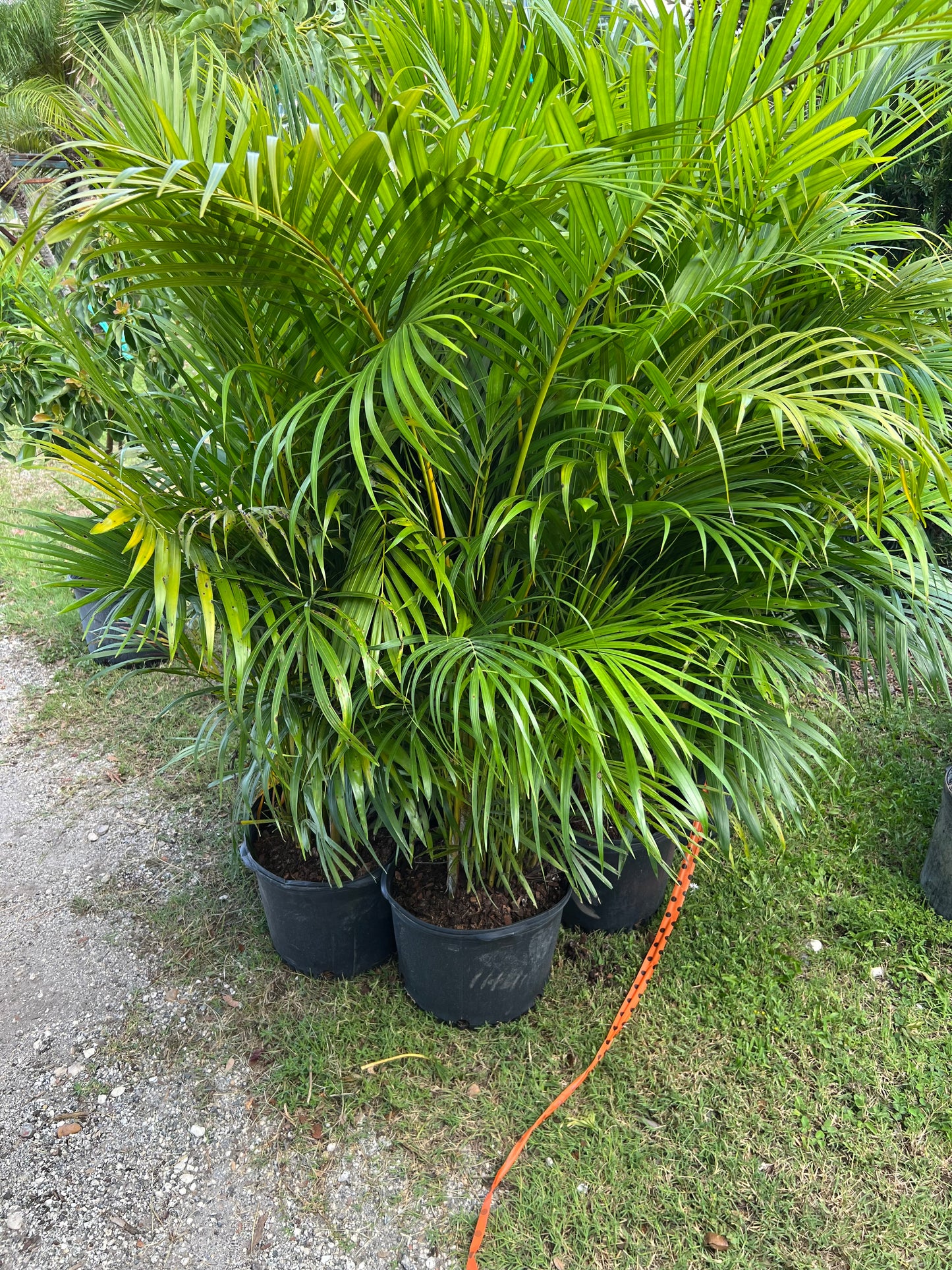 Areca Palm