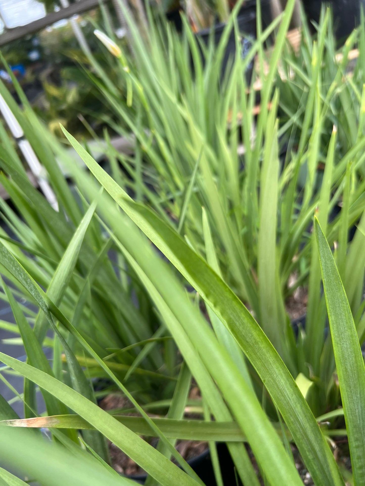 Iris African (Dietes iridioides)