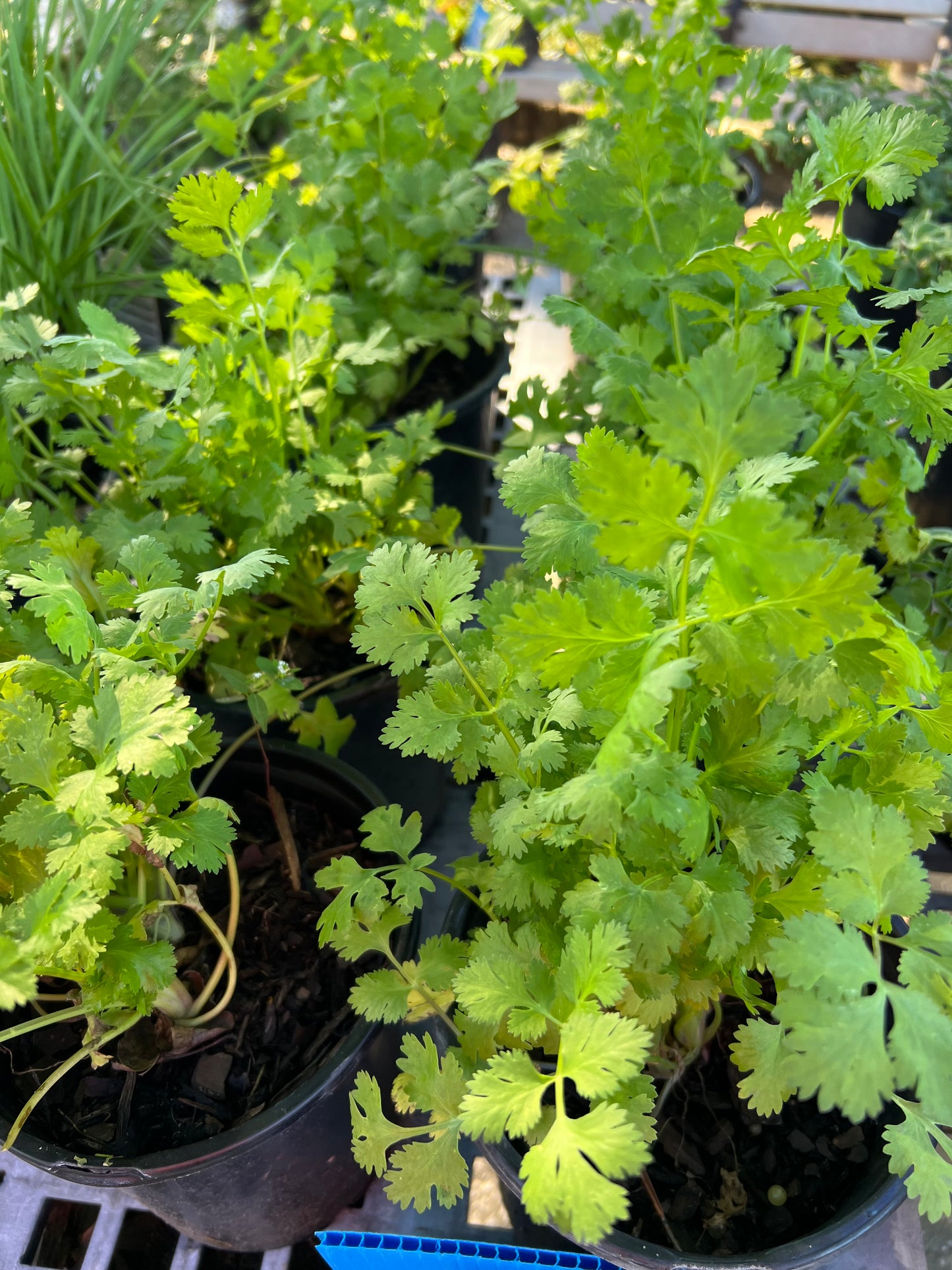 Herb Cilantro-1G-1 gal