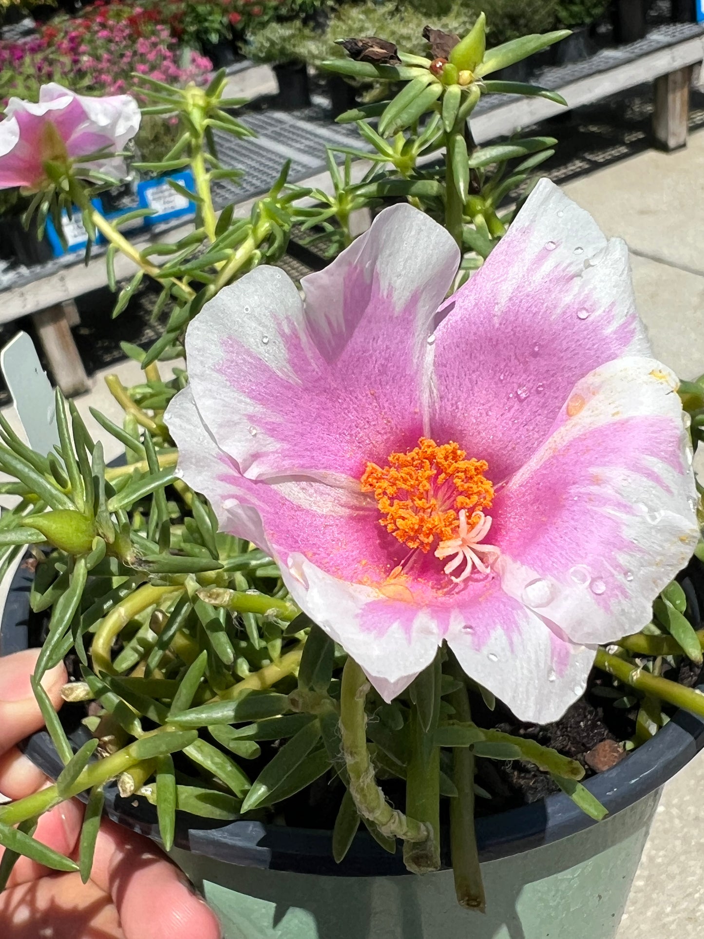 Portulaca 1G