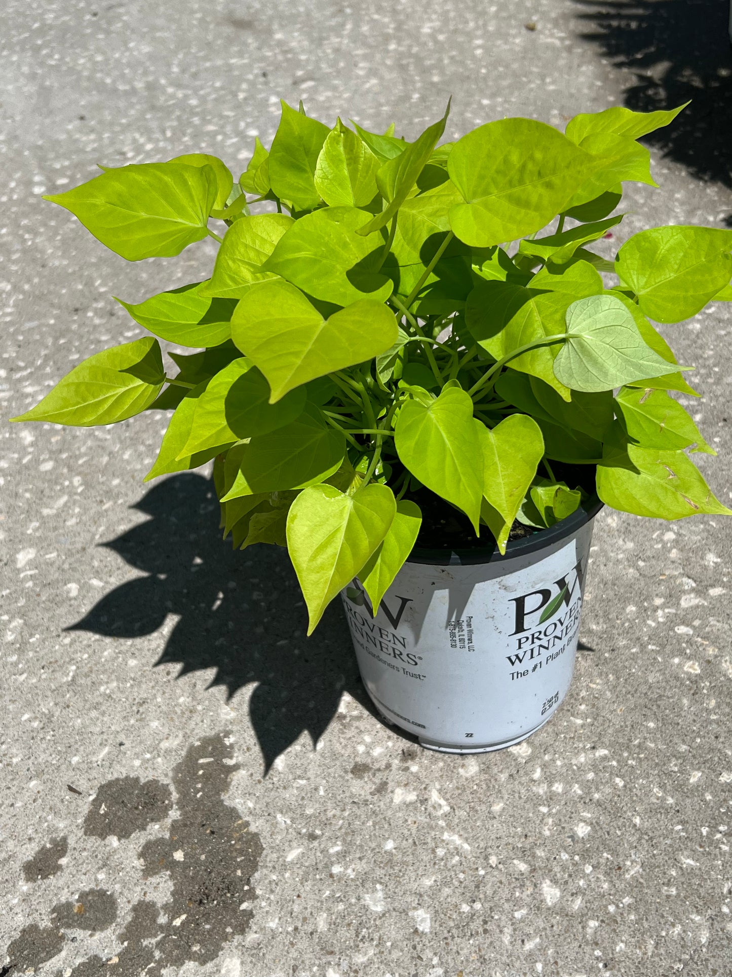 Sweet Potato Vine  (Ipomoea batatas) 1G