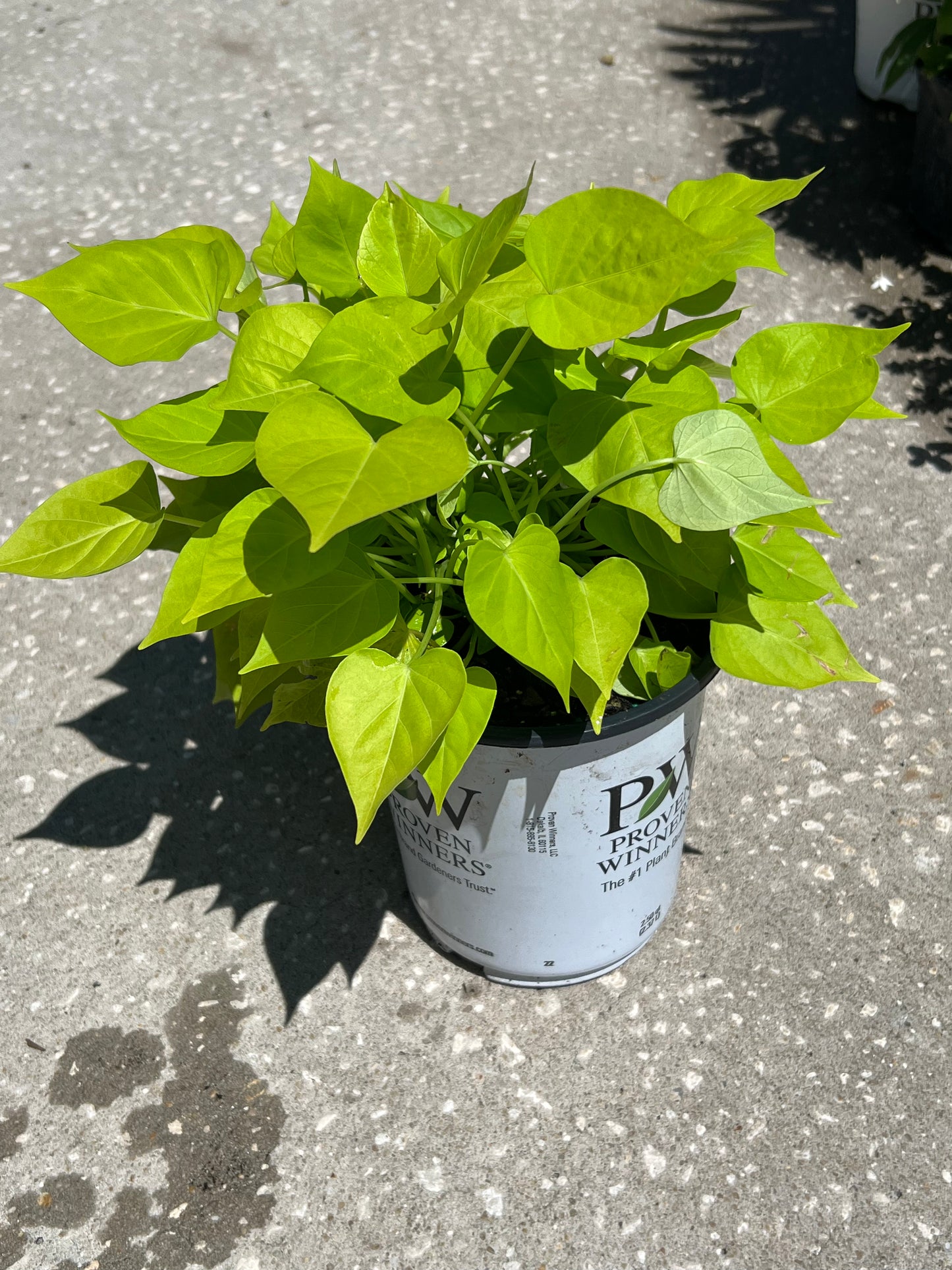 Sweet Potato Vine  (Ipomoea batatas) 1G