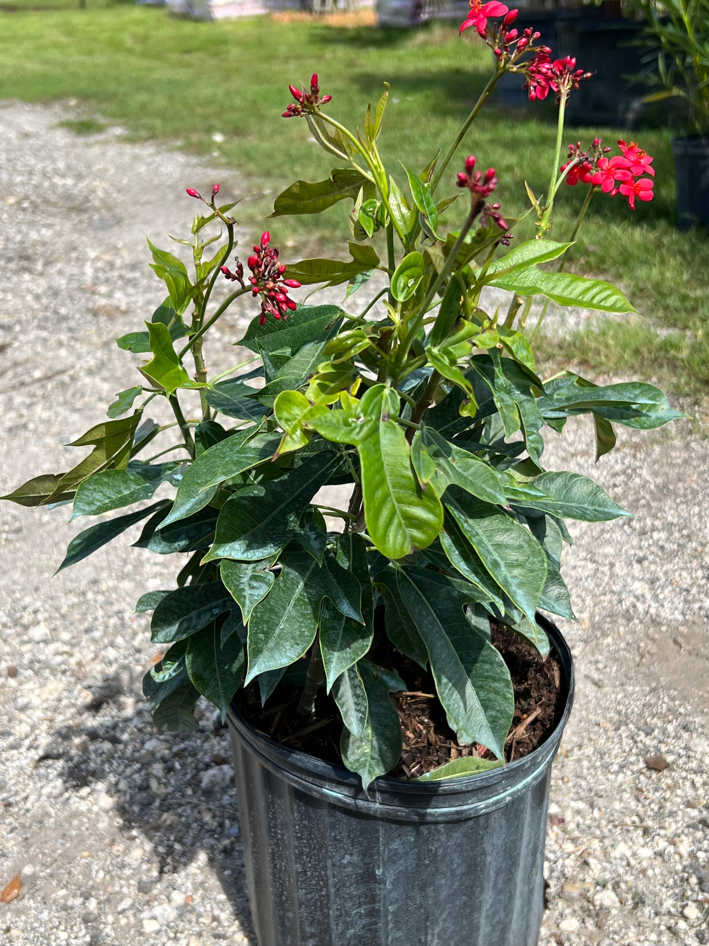 Jatropha Shrub (integerrima)