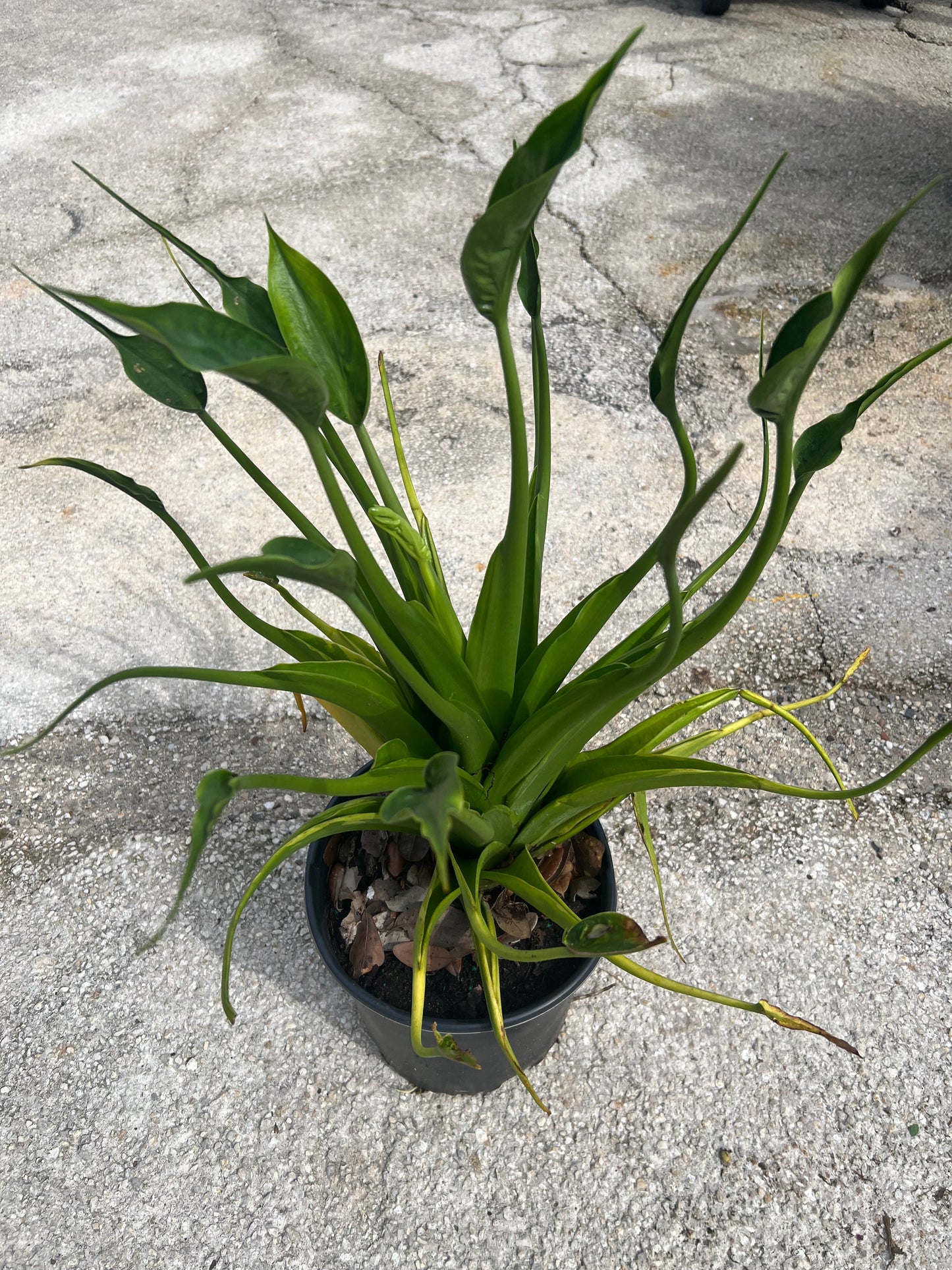 Alocasia Shrubs