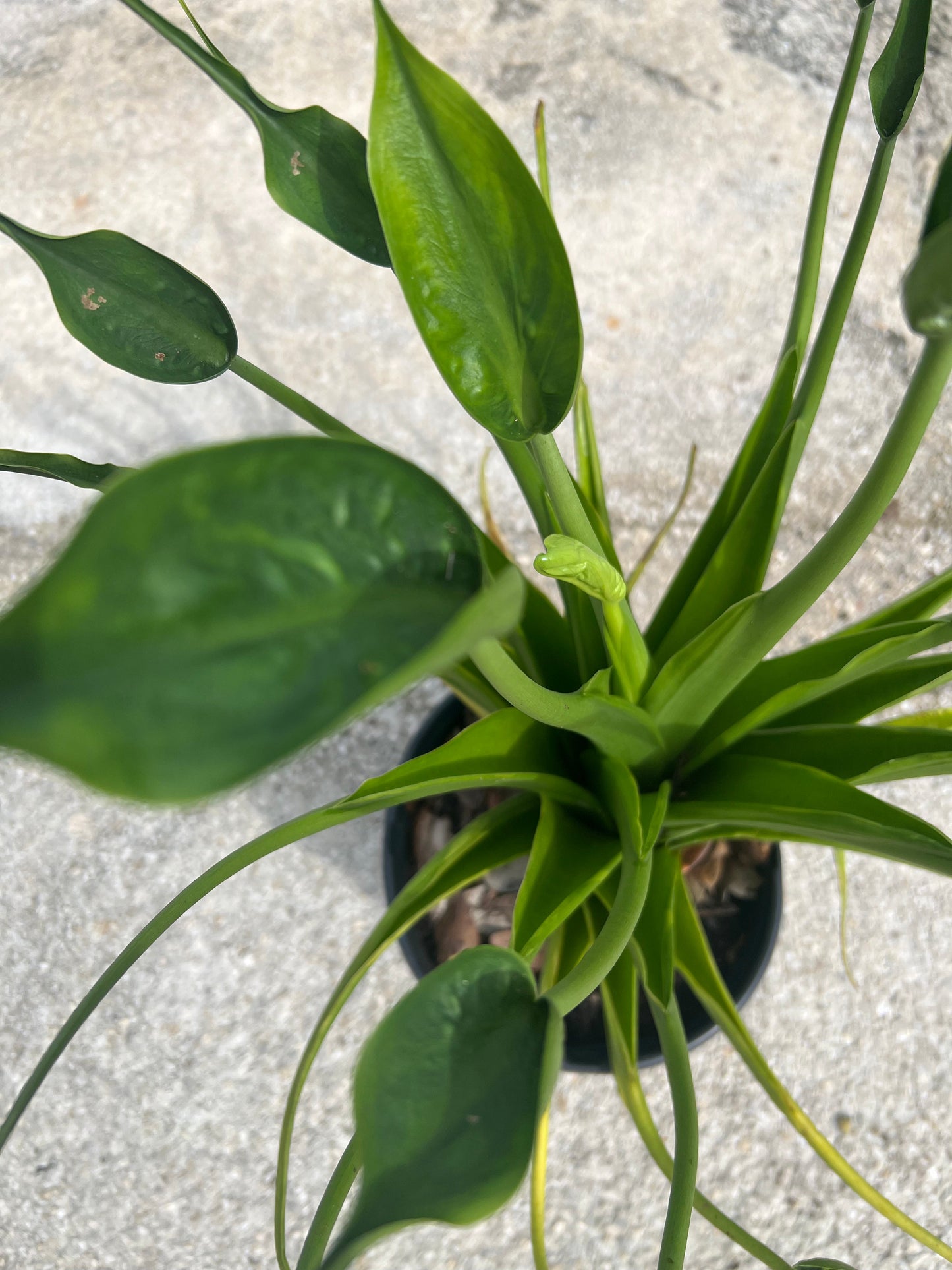 Alocasia Shrubs