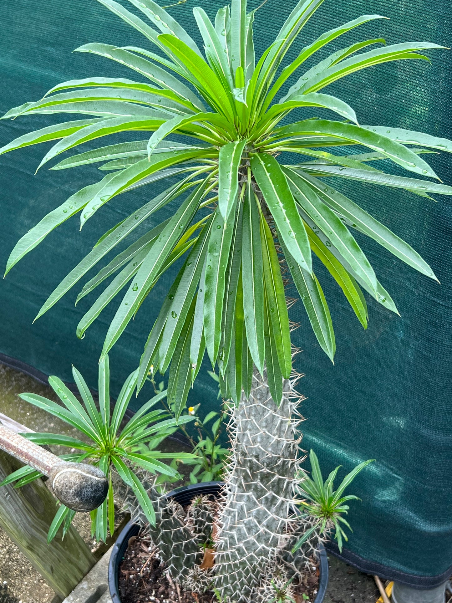 Madagascar Palm