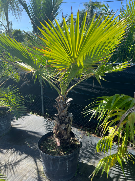 Palm Washingtonia-25G