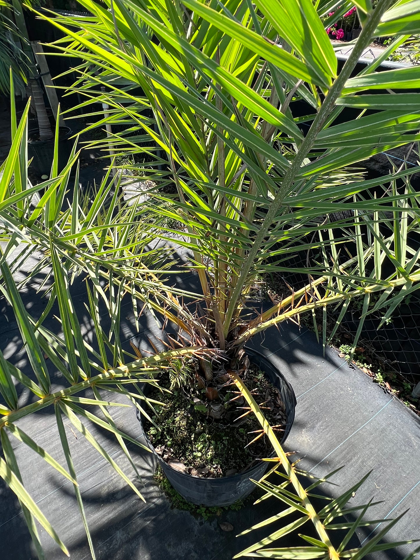 Reclinata Palm