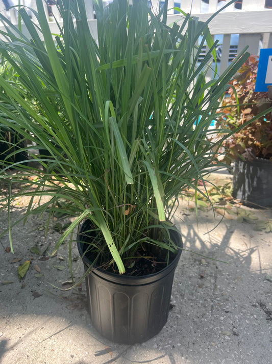 Lemon Grass-3G-3 gal