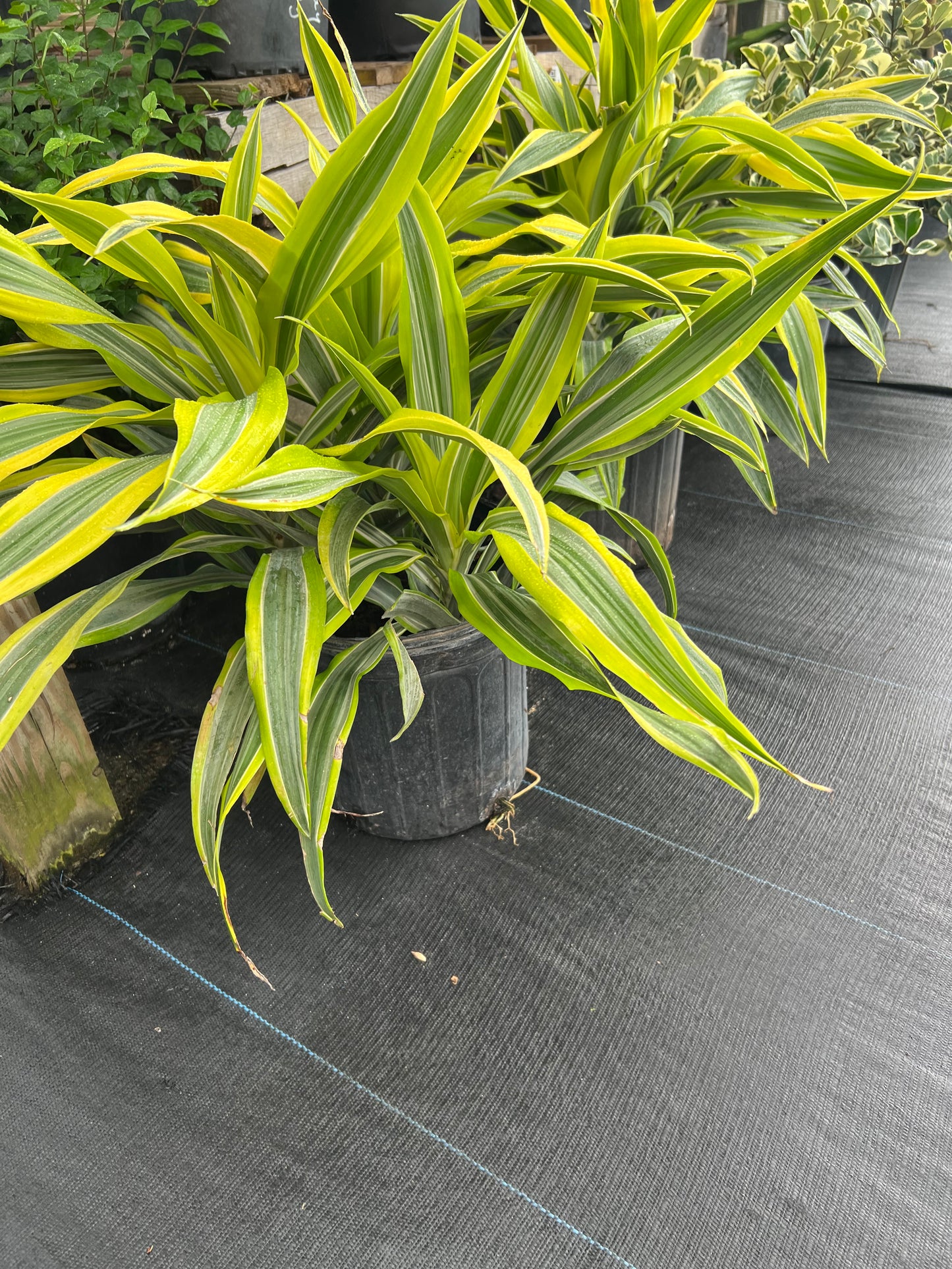 Dracaena Lemon Lime-3G