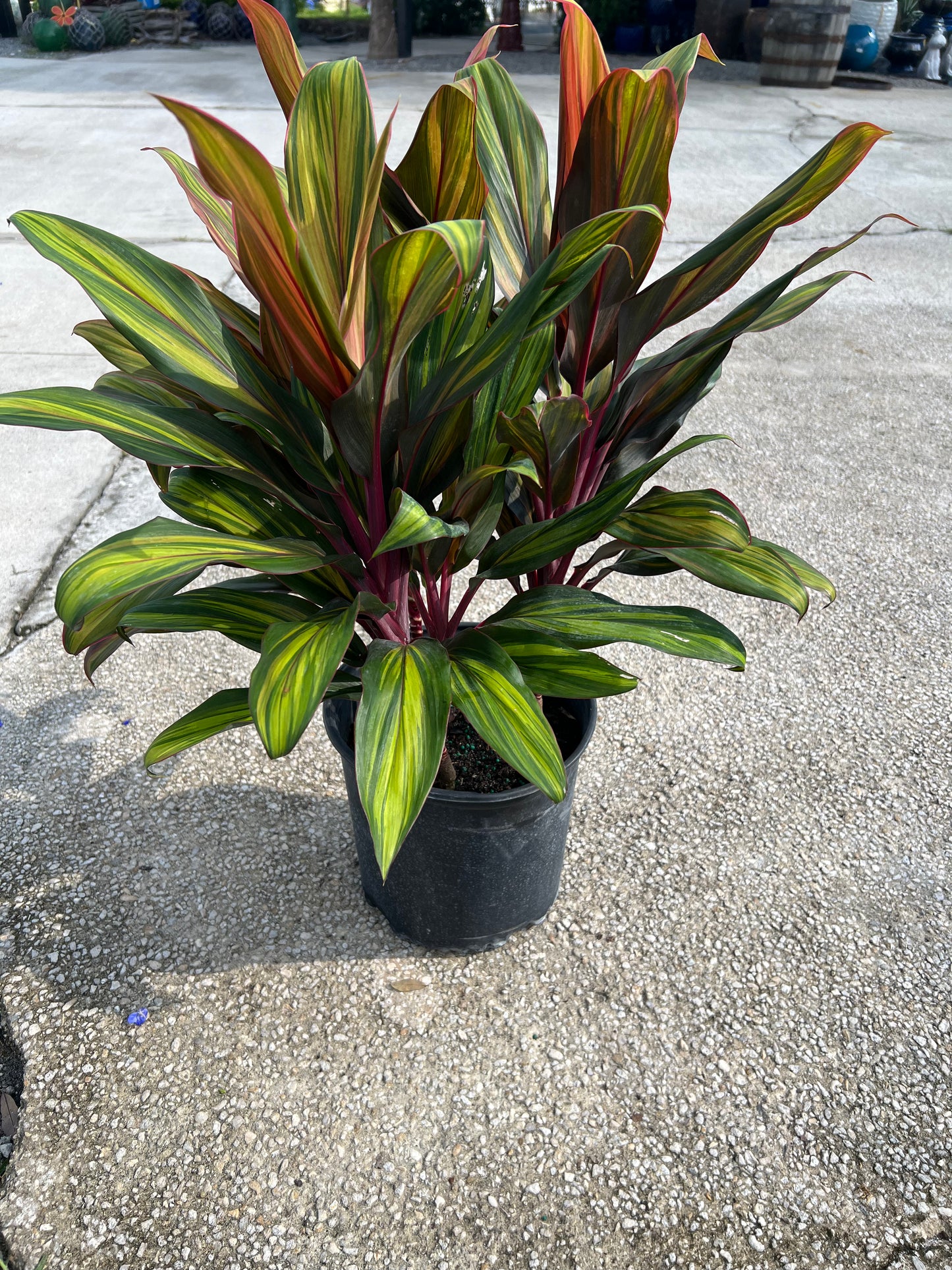 Cordyline Shrubs