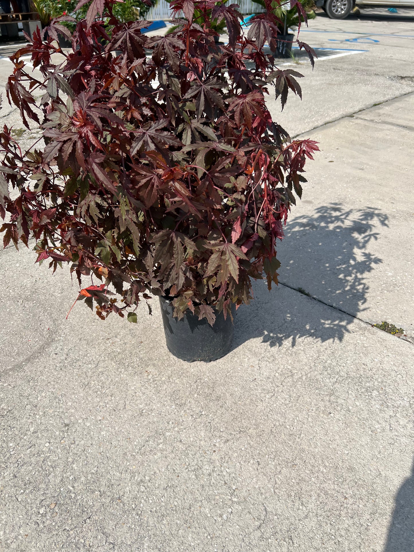 Hibiscus Shrubs