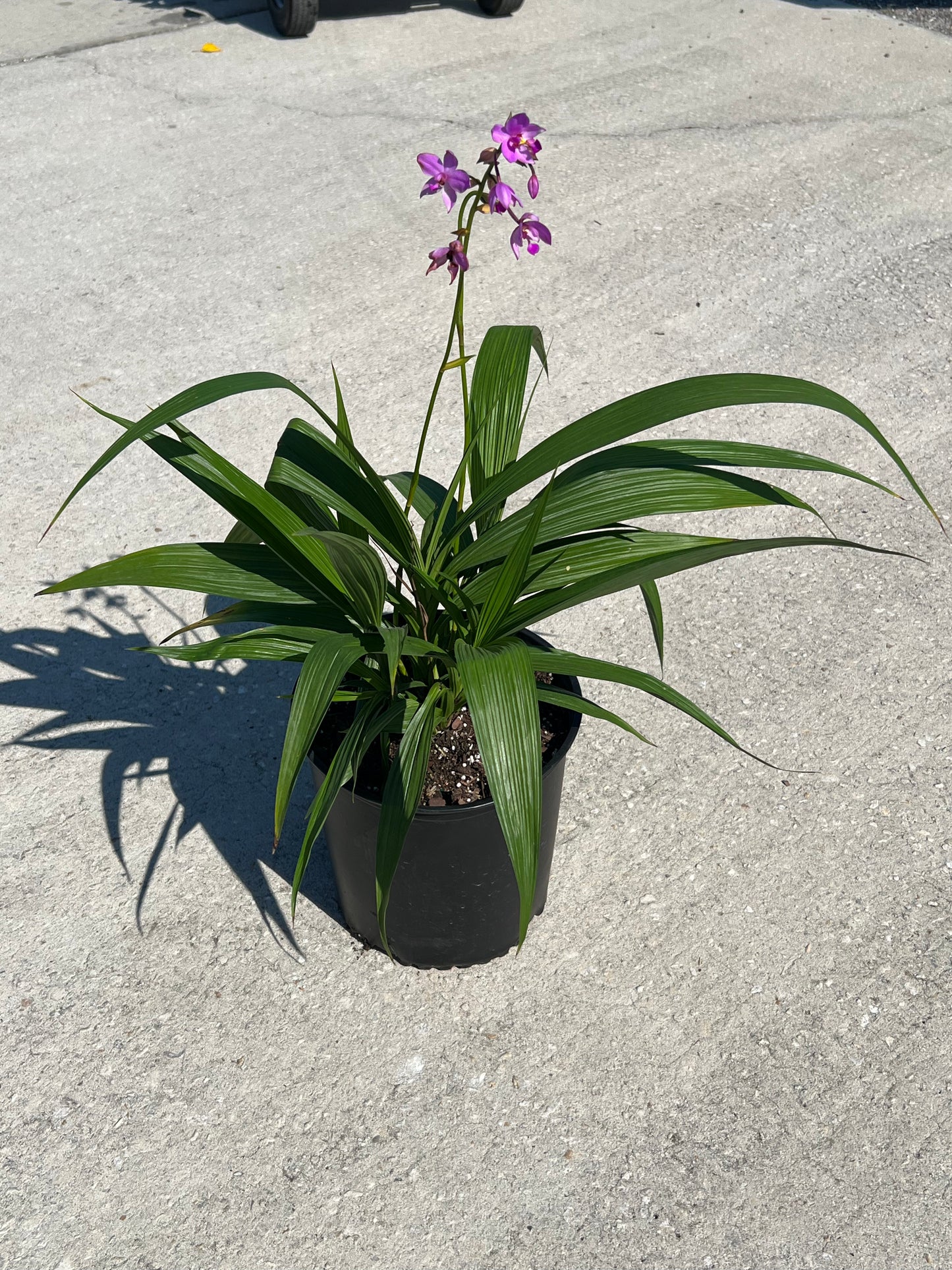 Ground Orchid Spathoglottis-3G-3 gal