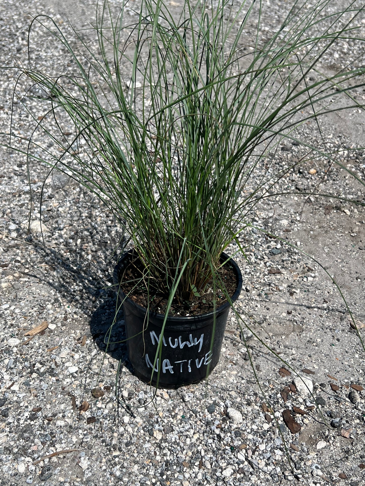 Grass Muhly