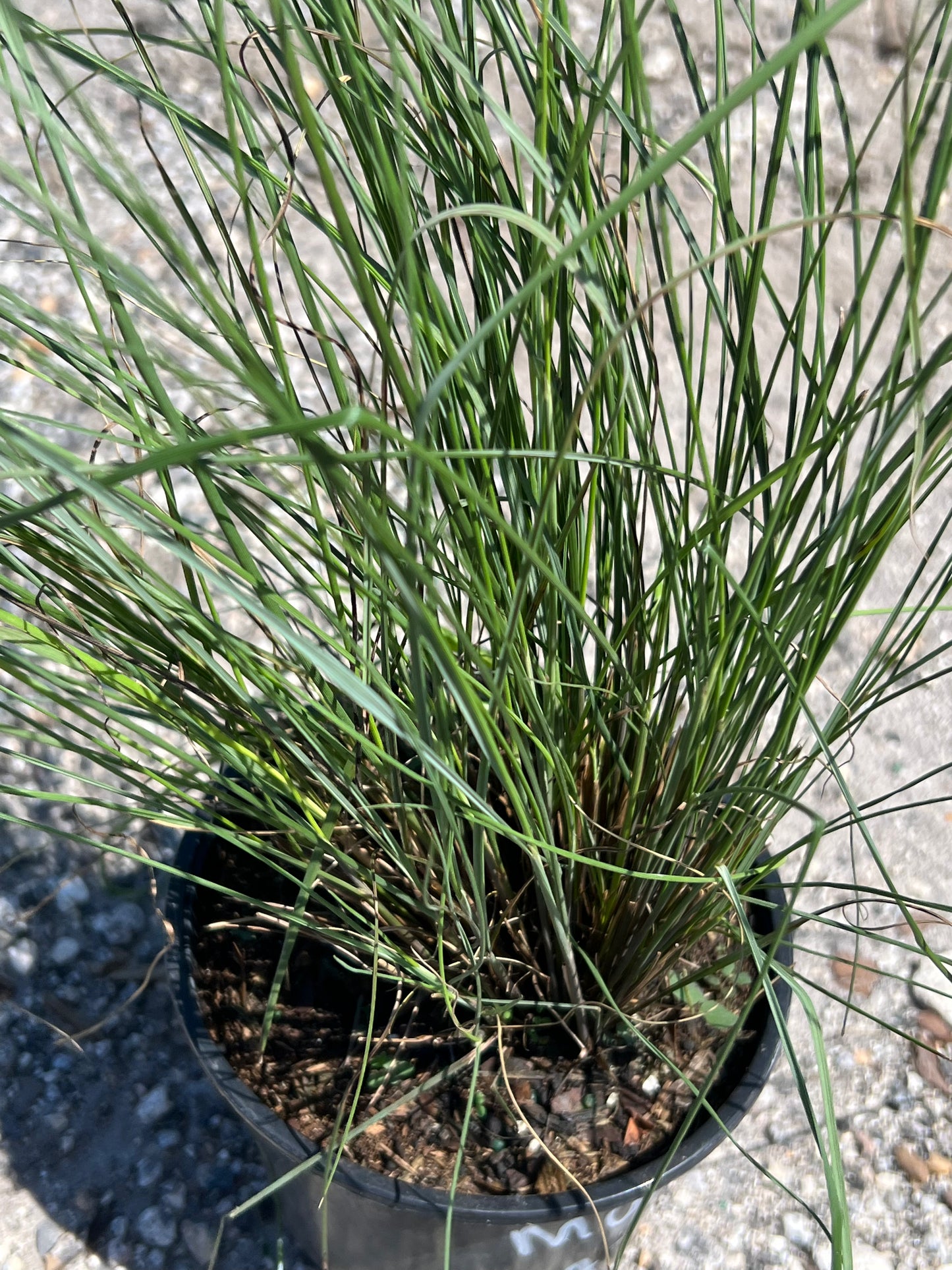 Grass Muhly