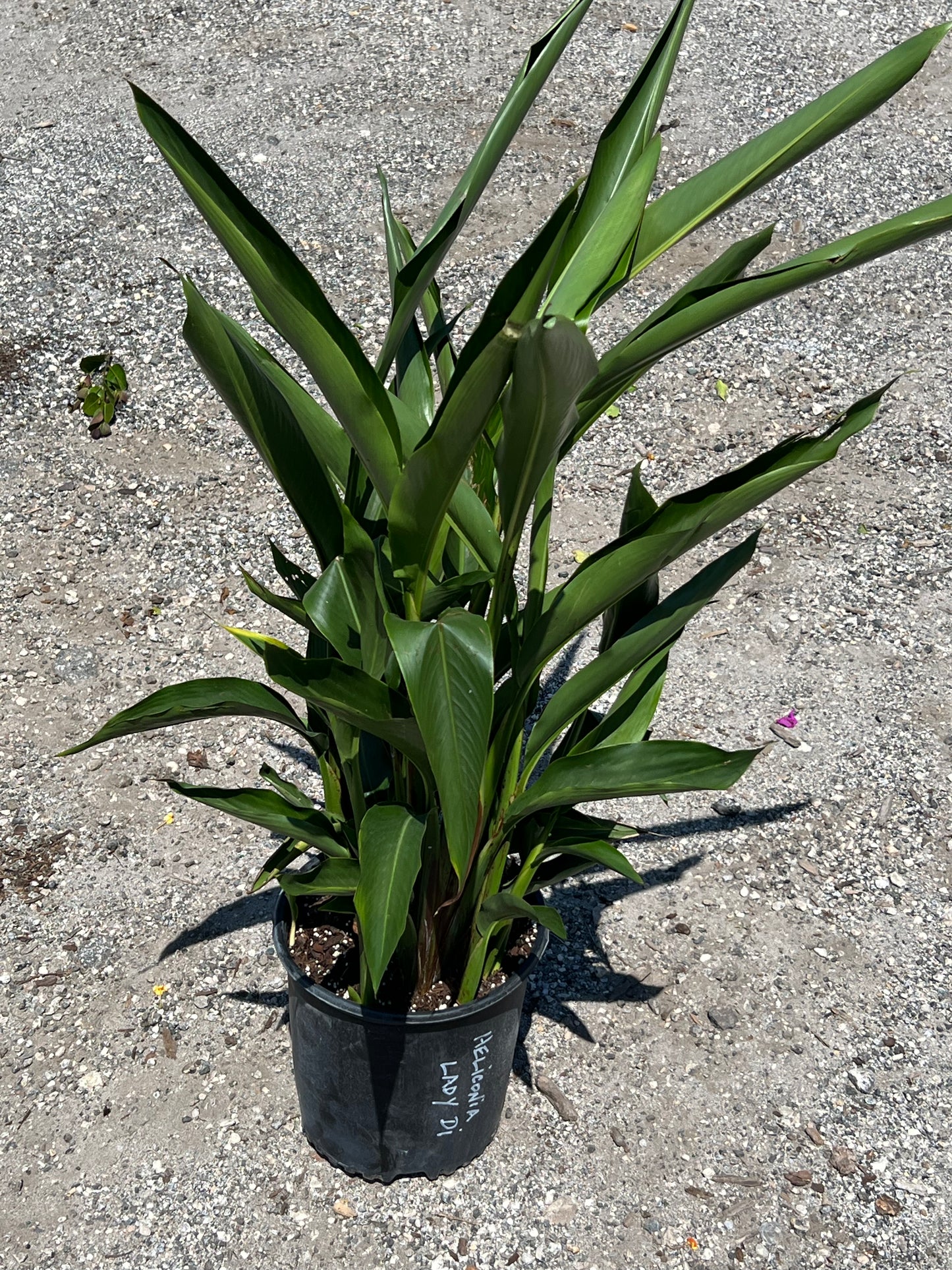 Heliconia (psittacorum)