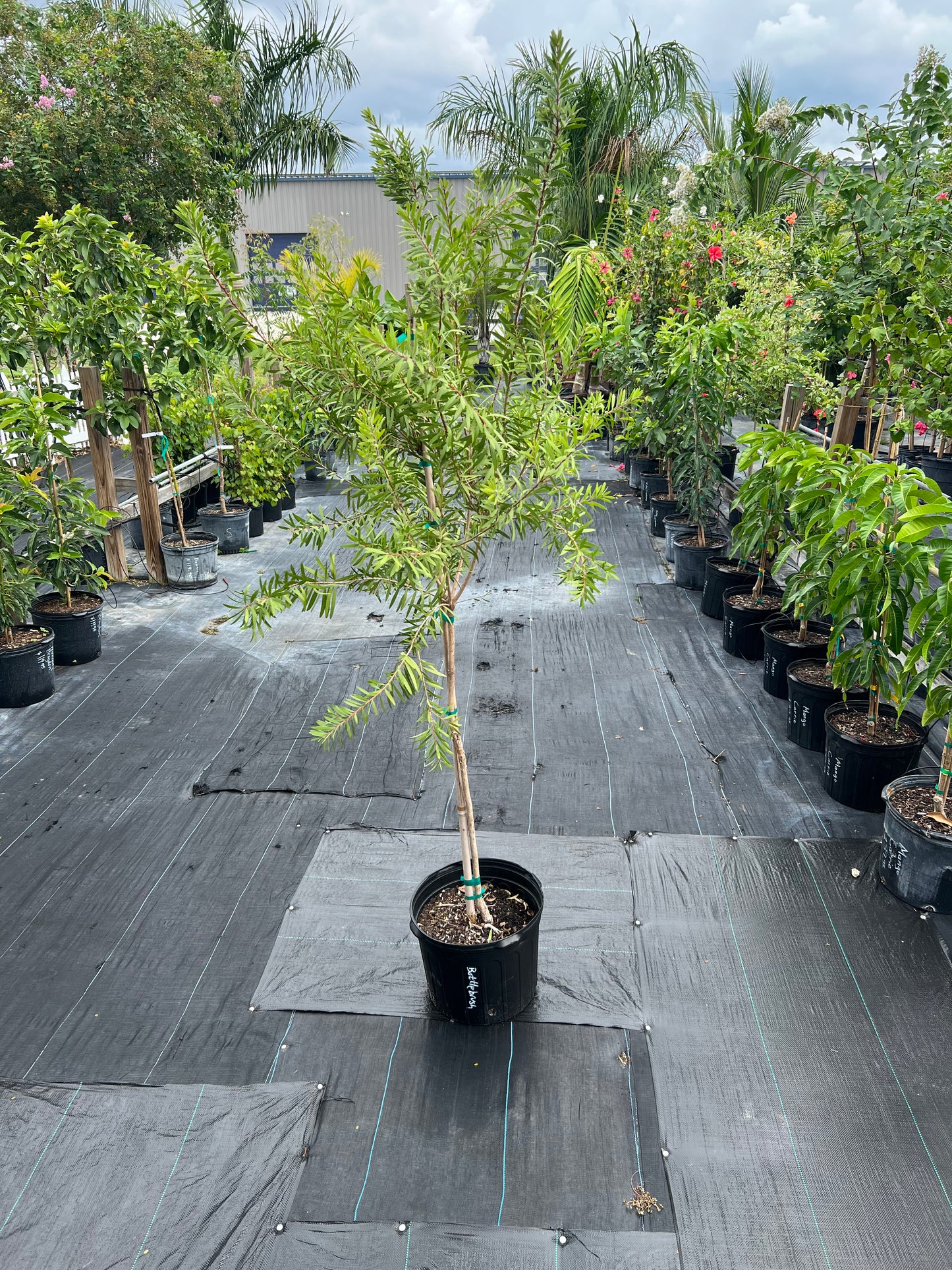 Bottlebrush Standard