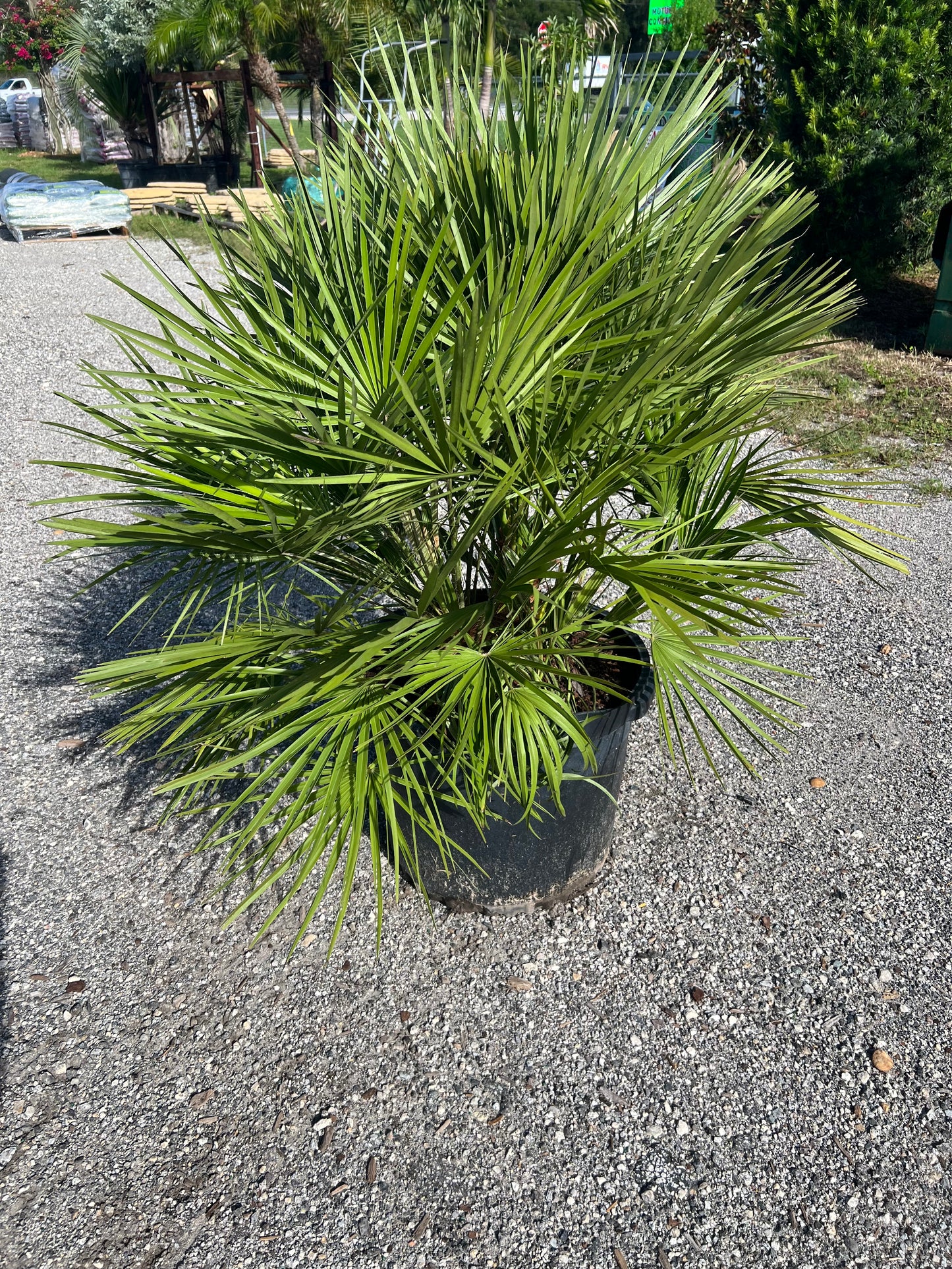 European Fan Palm