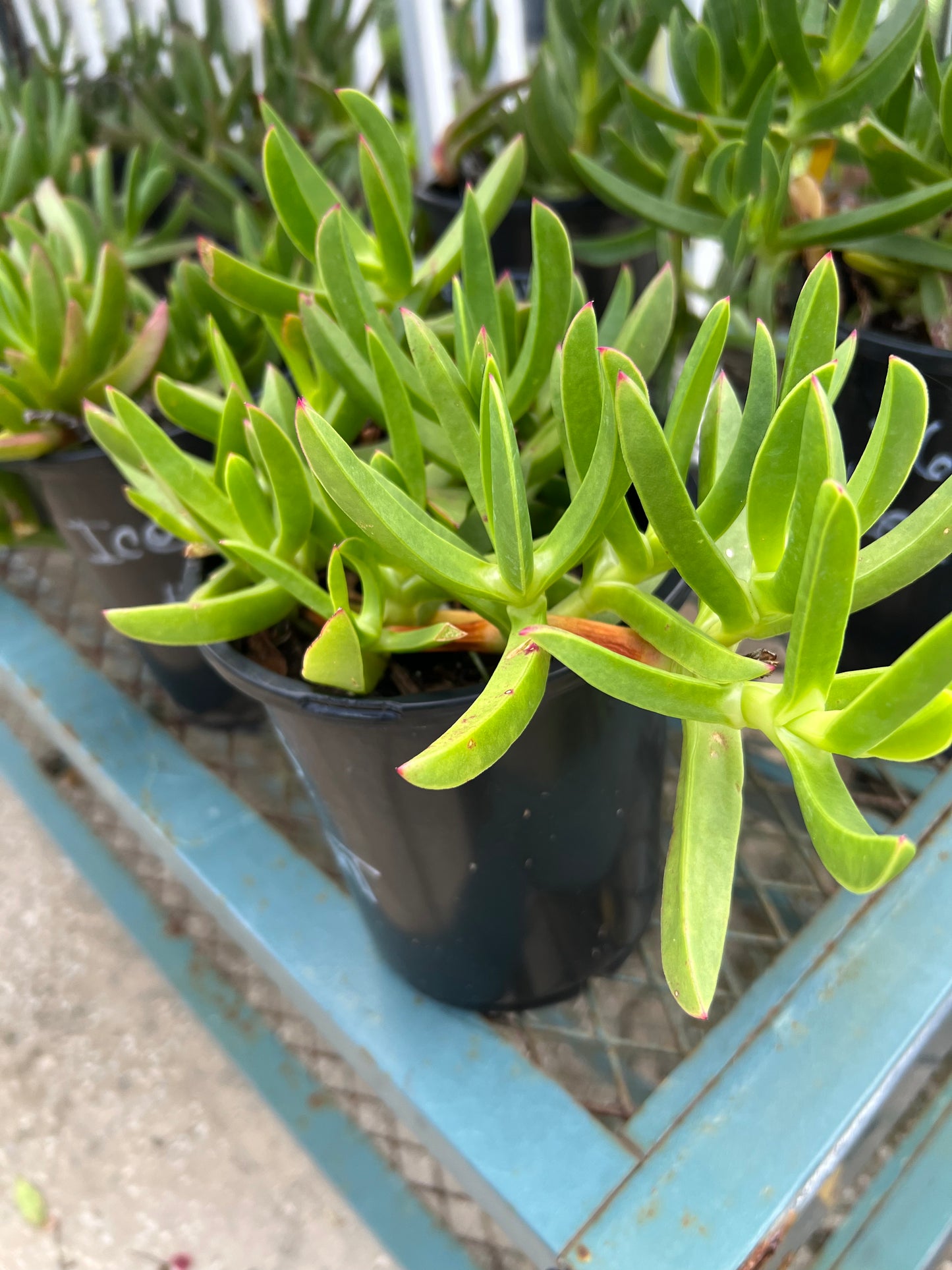 Ice Plants