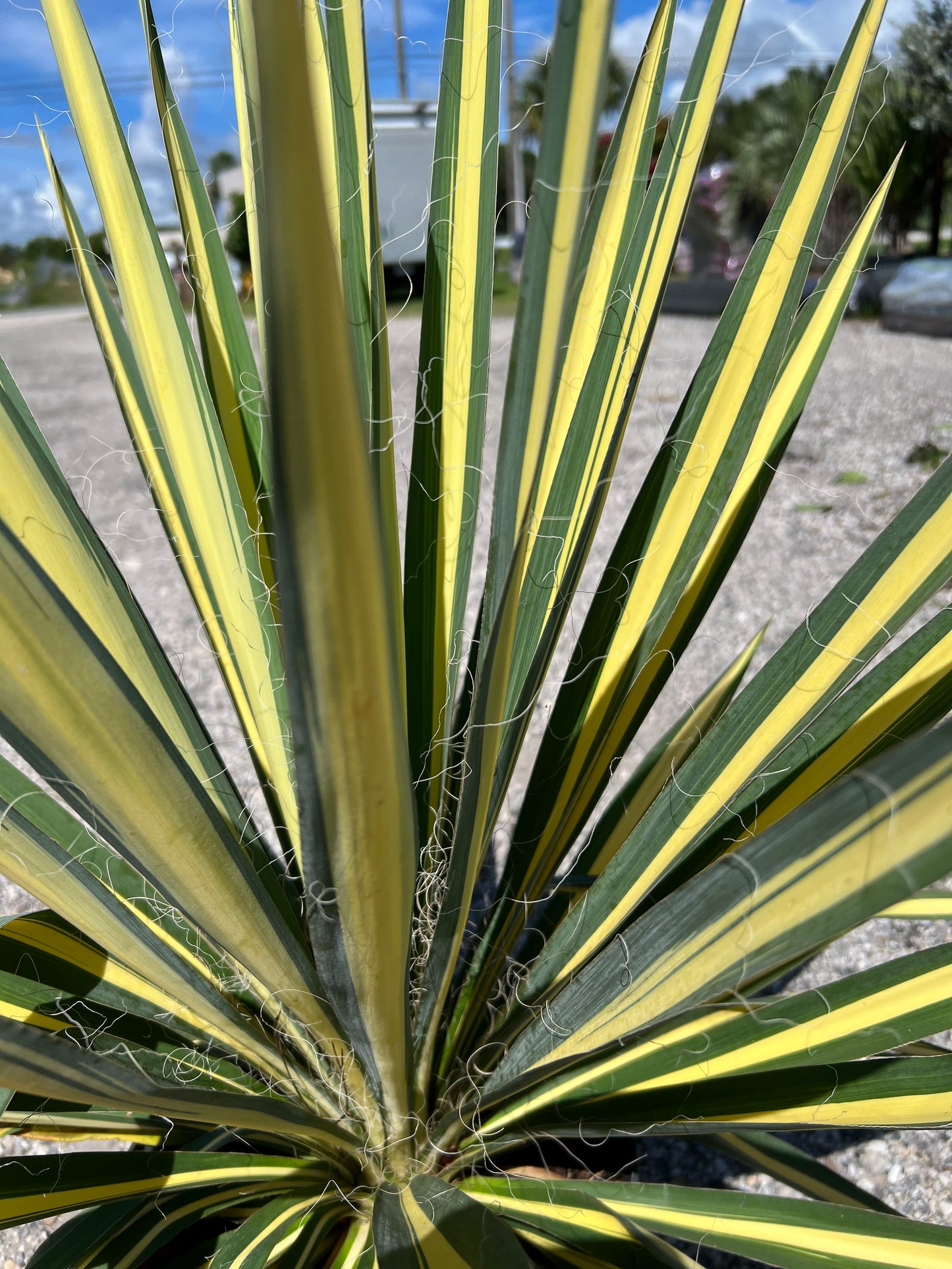 Yucca Color Guard-3G-3 gal