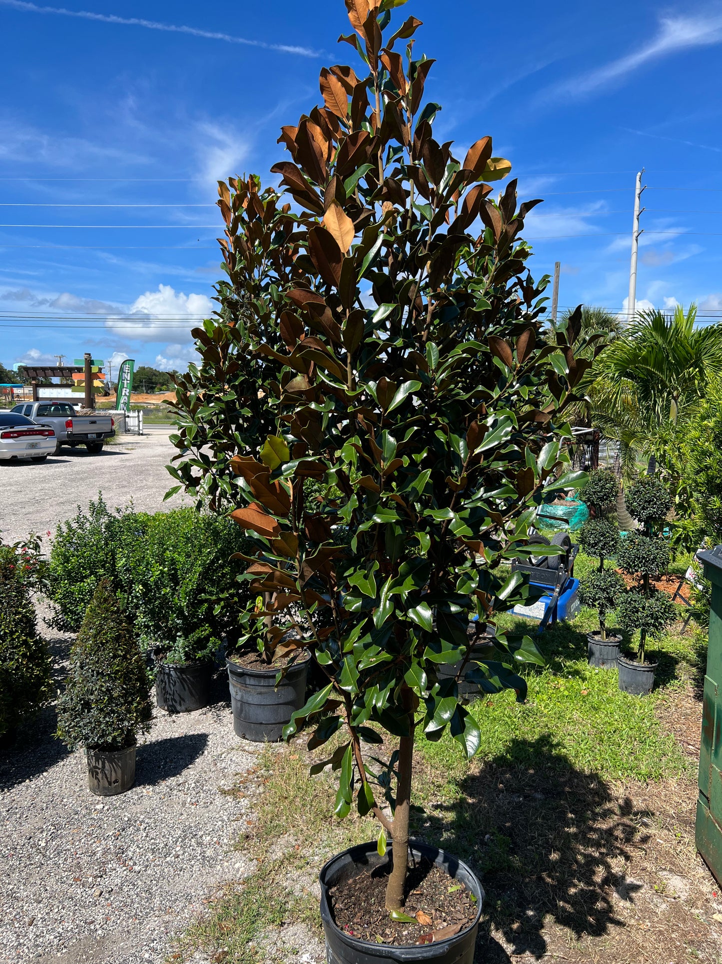 Magnolia Bracken Beauty