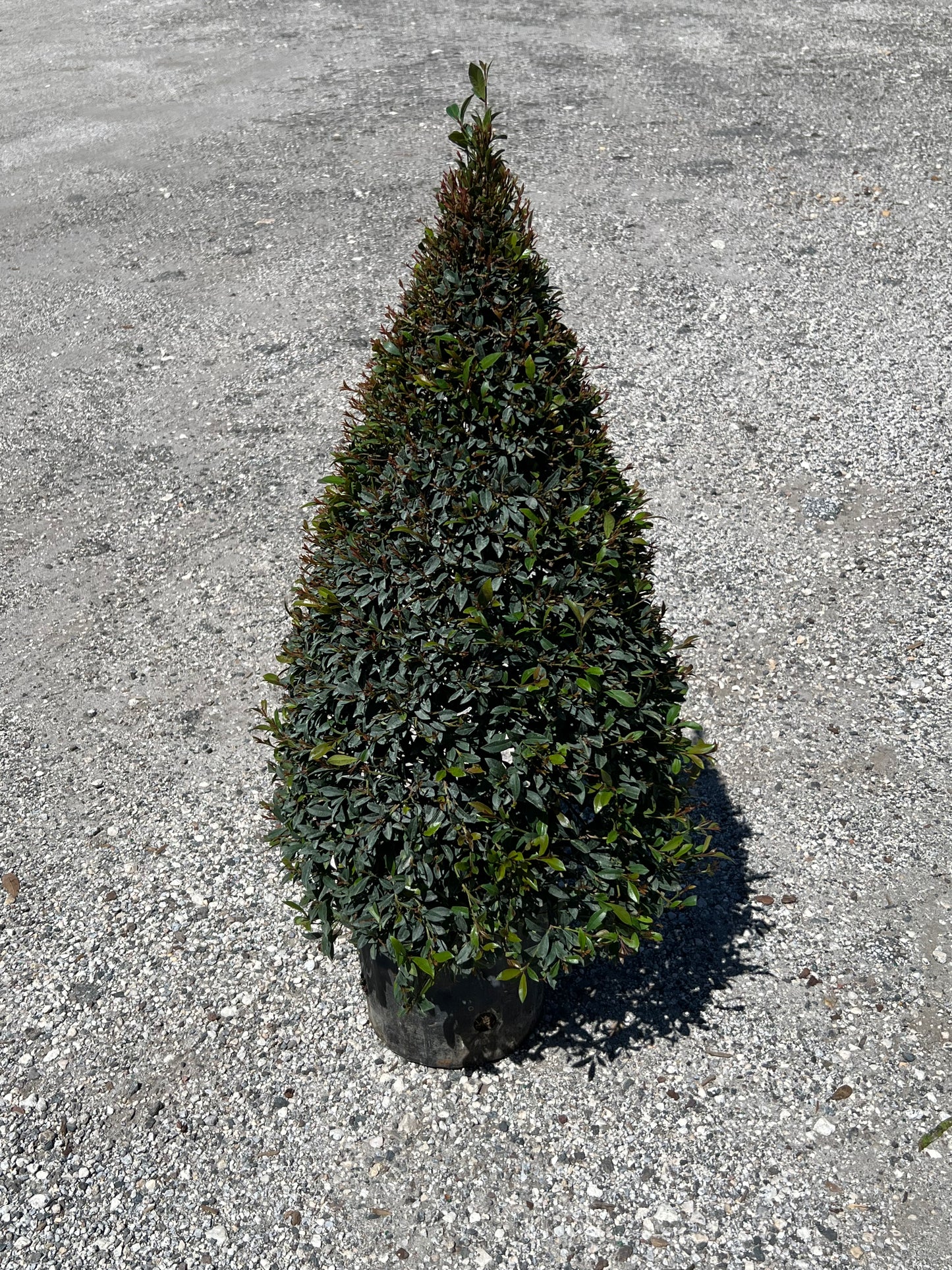 Eugenia Topiary Cone