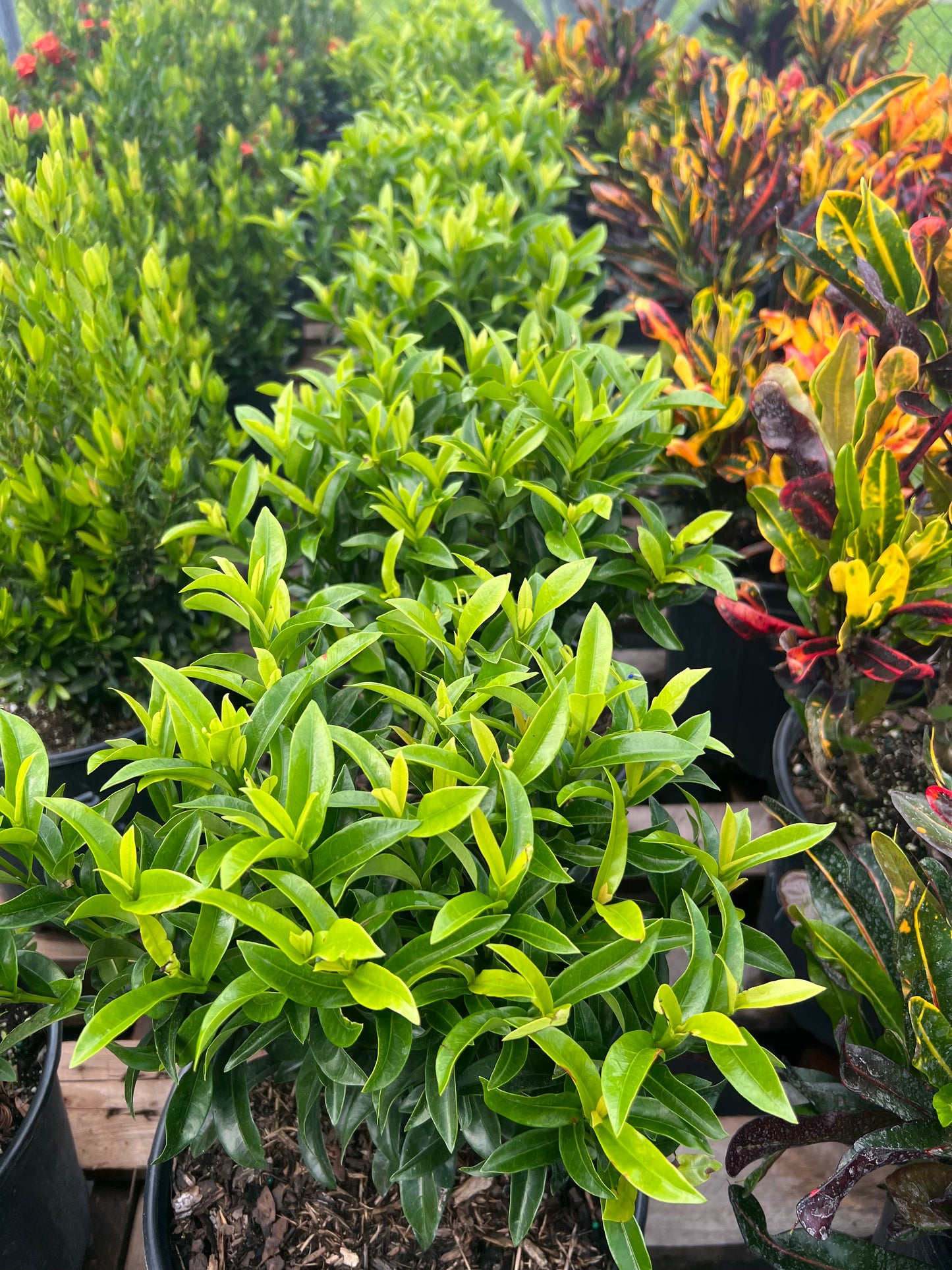 Ixora Taiwanese Dwarf