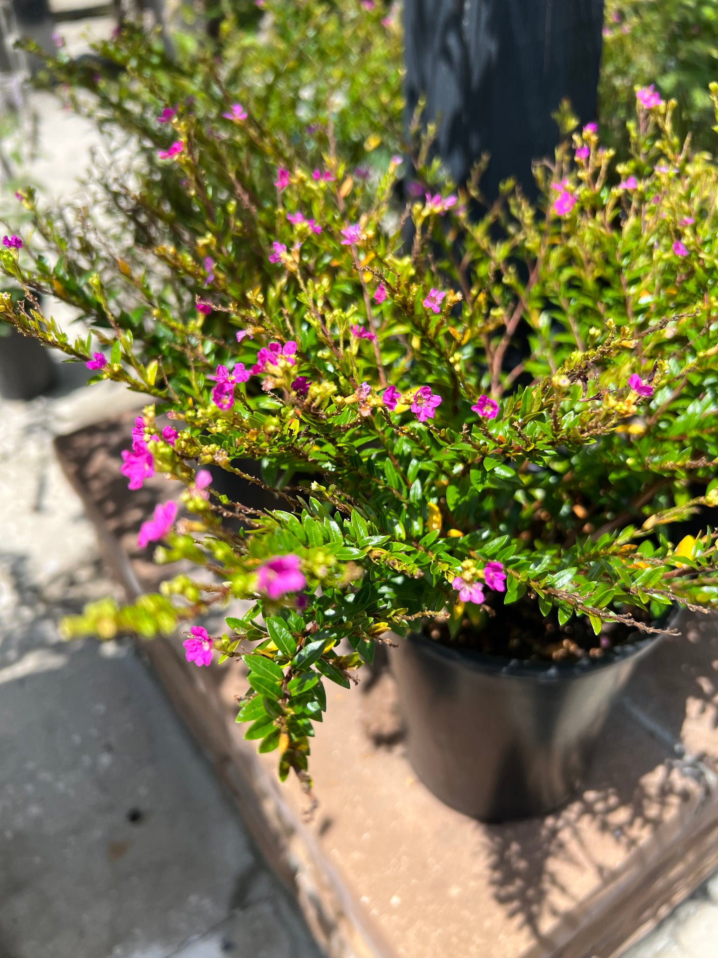 Cuphea Mexican Heather (Hyssopifolia)