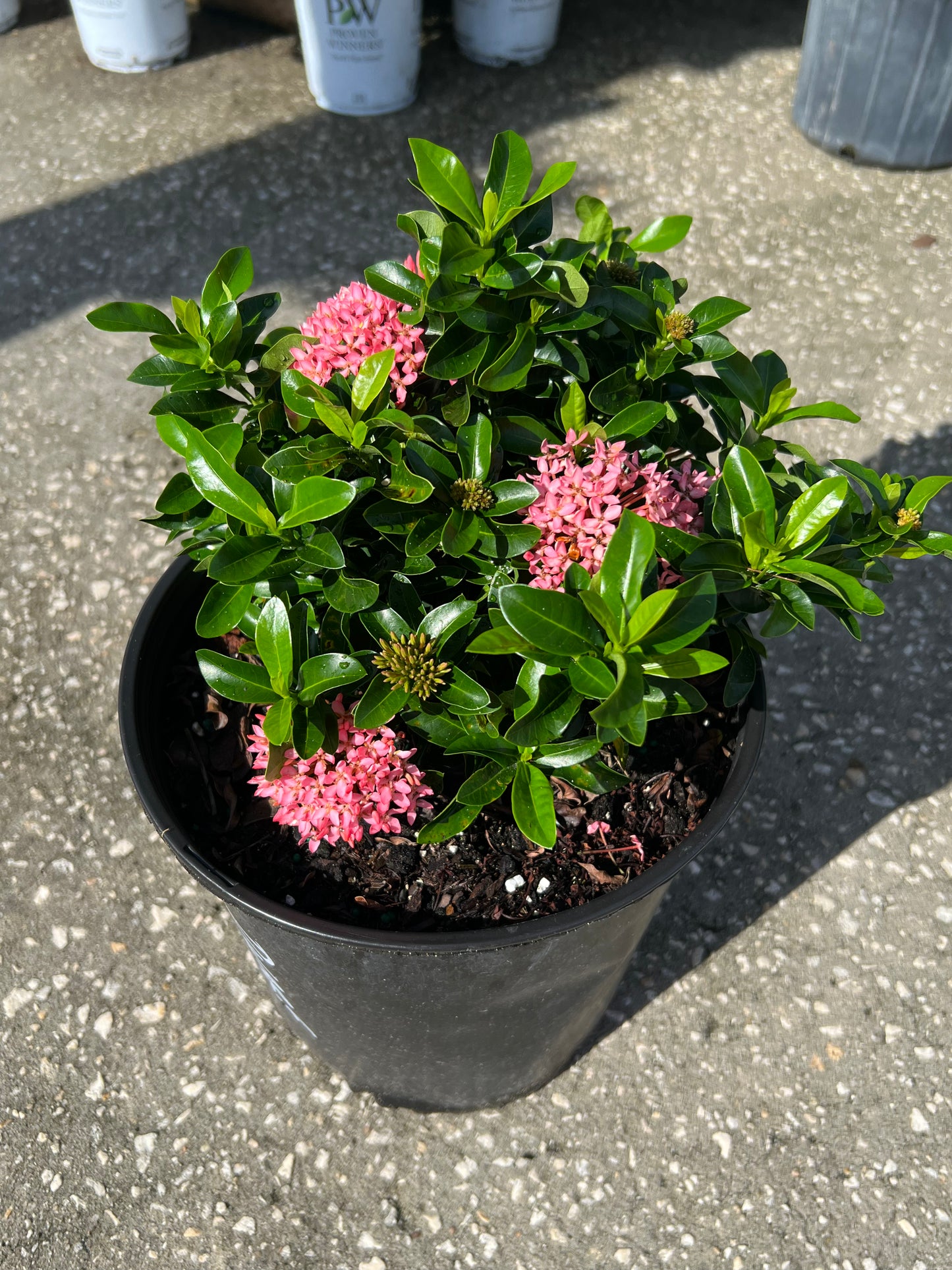 Ixora Taiwanese Dwarf