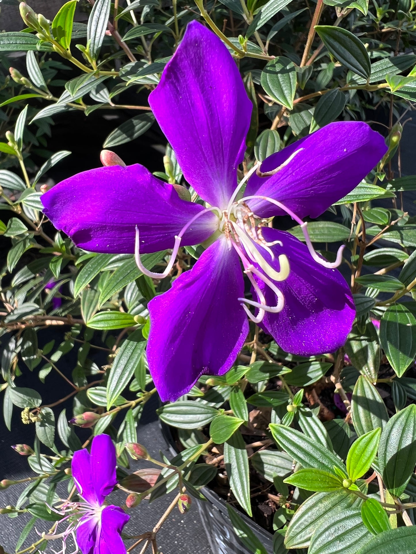 Tibouchina Dwf-3G-3 gal