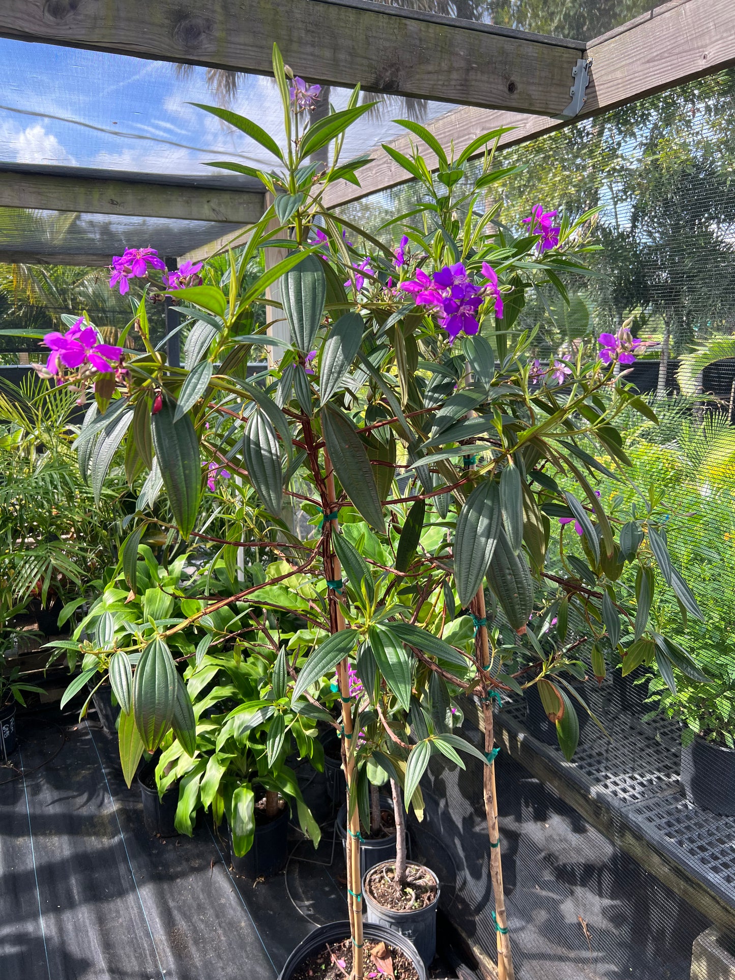 Tibouchina Tree