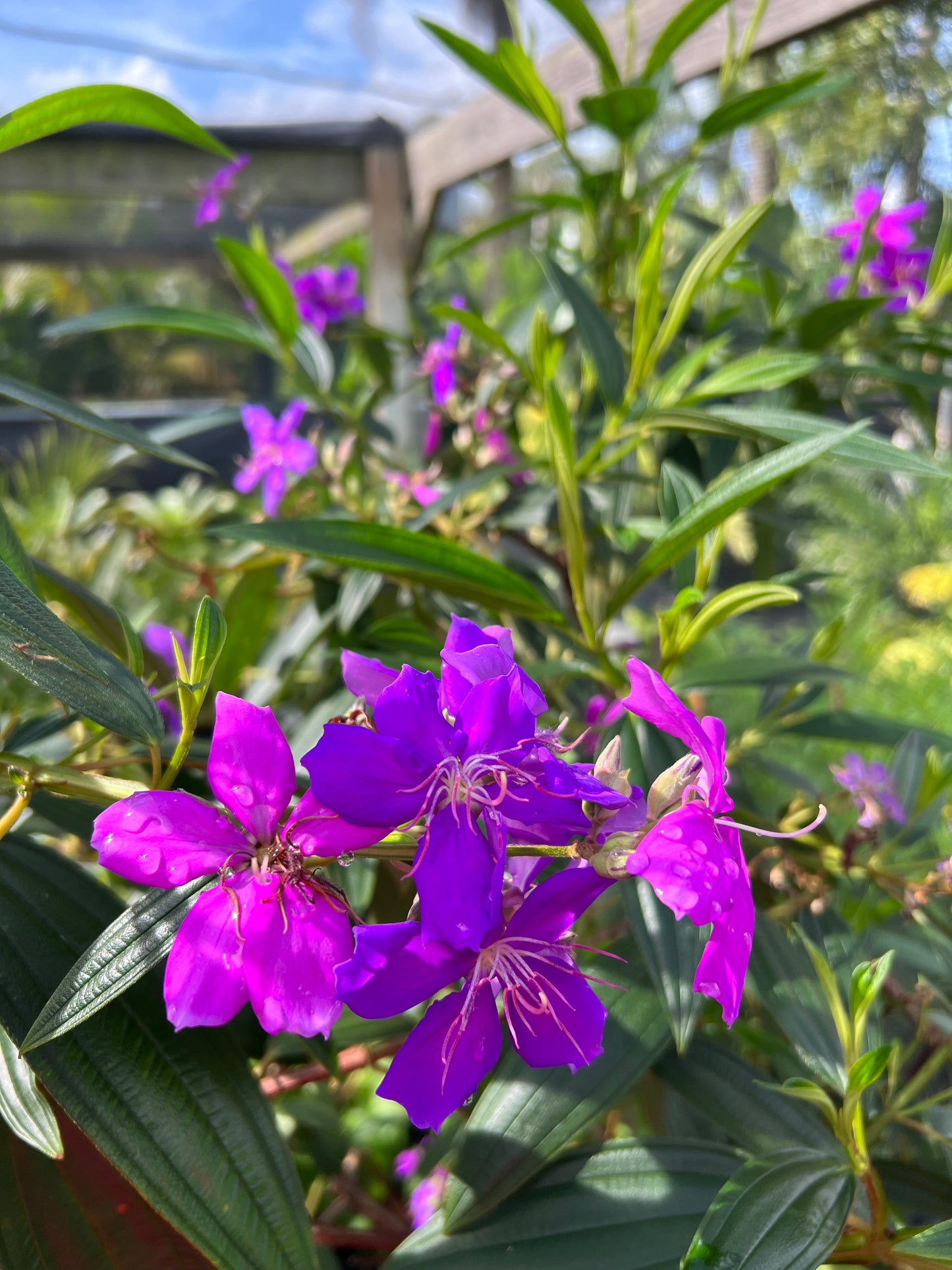 Tibouchina Tree