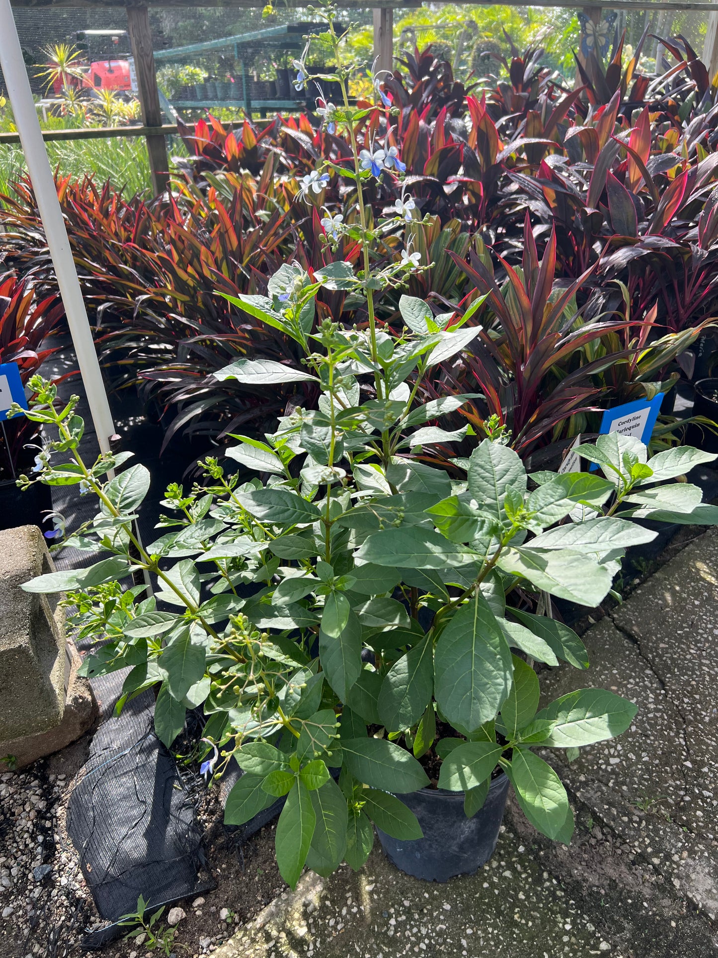 Clerodendron Blu Butterfly-3G-3 gal