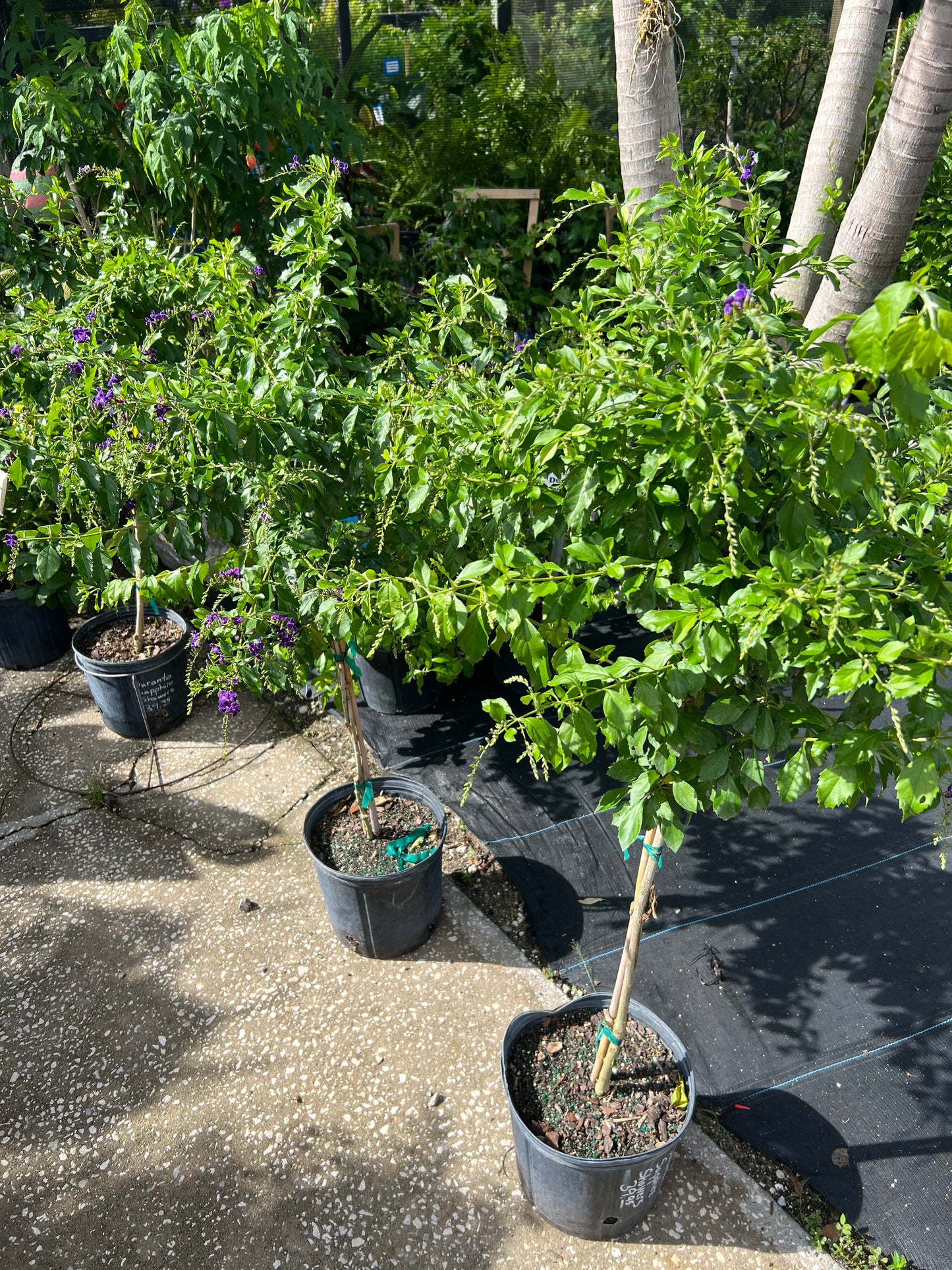 Duranta Sapp Shower