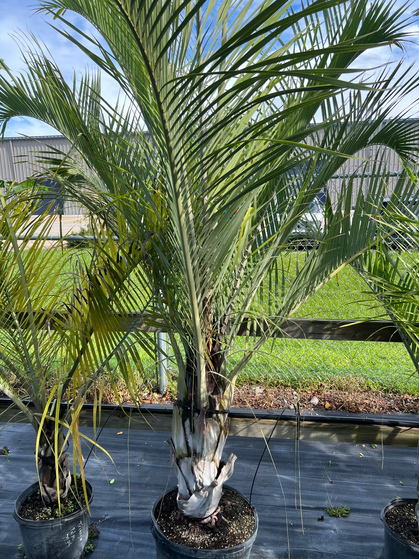 Triangle Palm