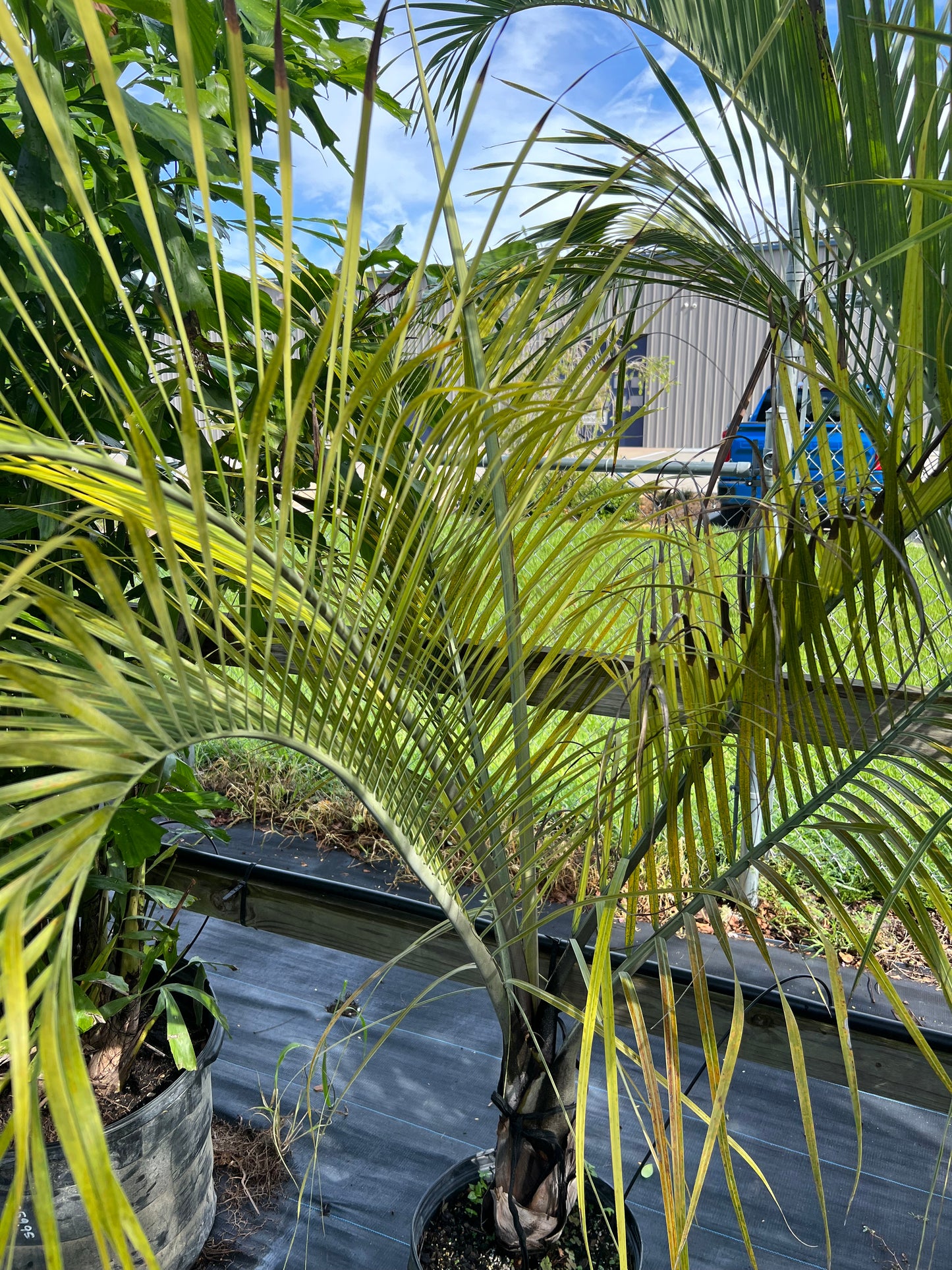 Triangle Palm