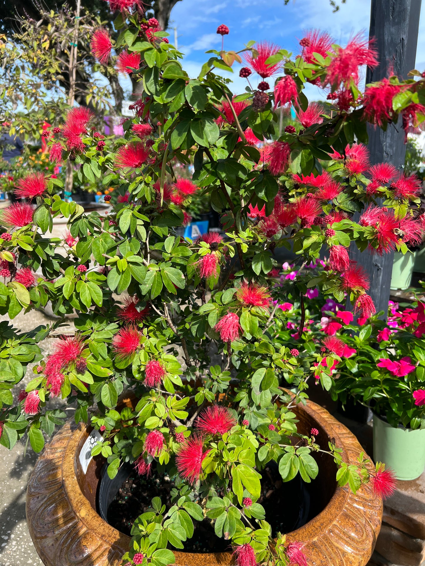 Powderpuff Shrub Dwarf