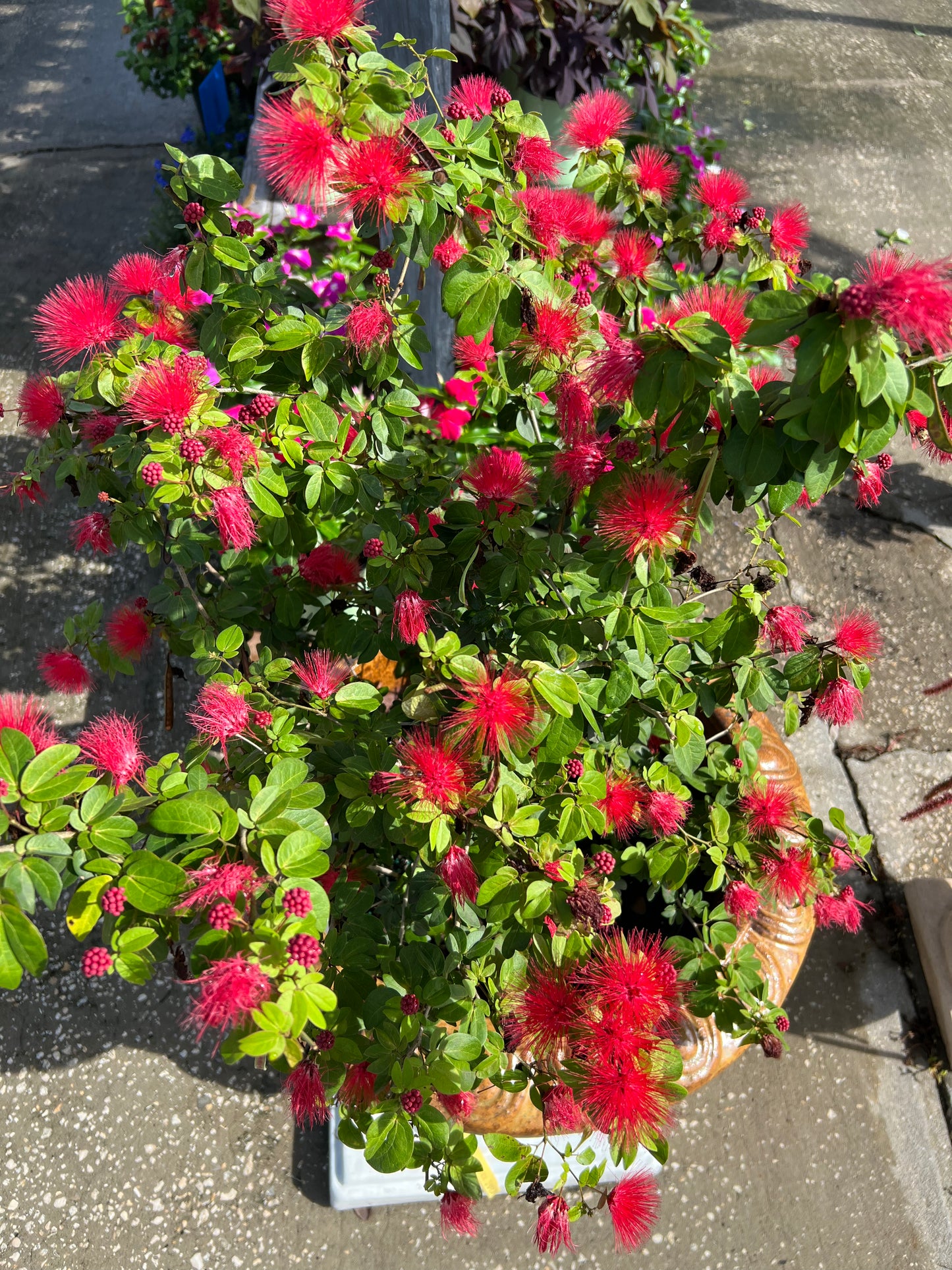 Powderpuff Shrub Dwarf
