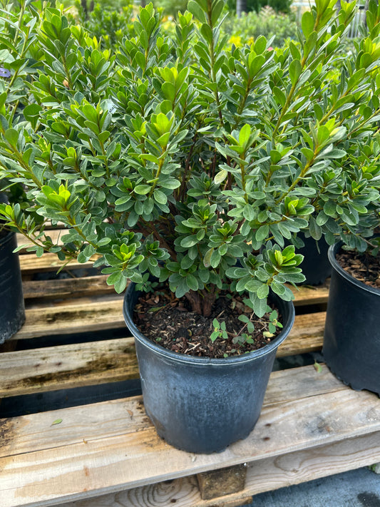 Azalea Bushes