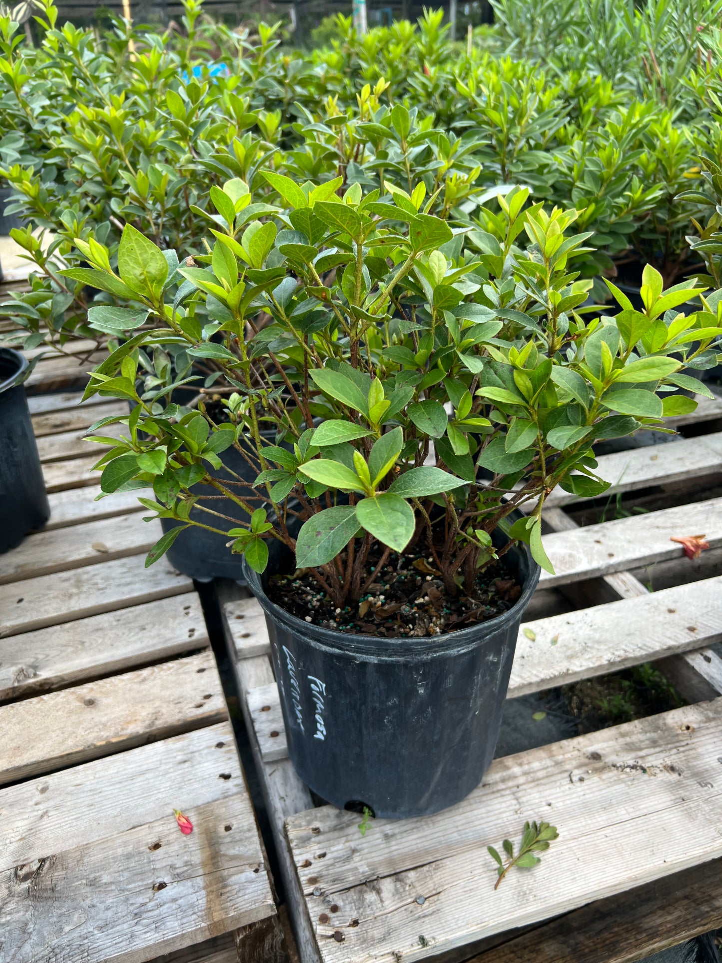 Azalea Bushes