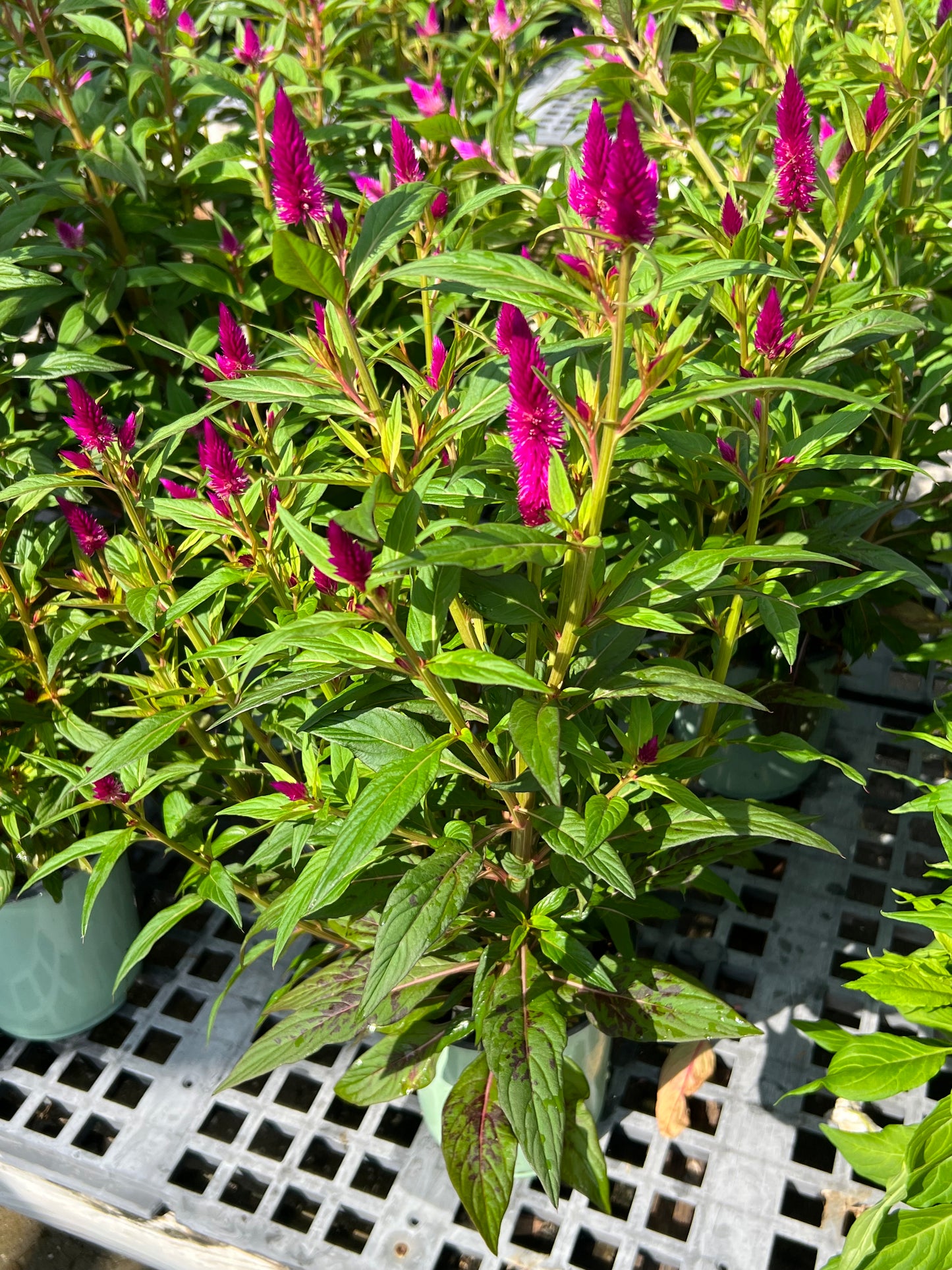 Celosia 1G