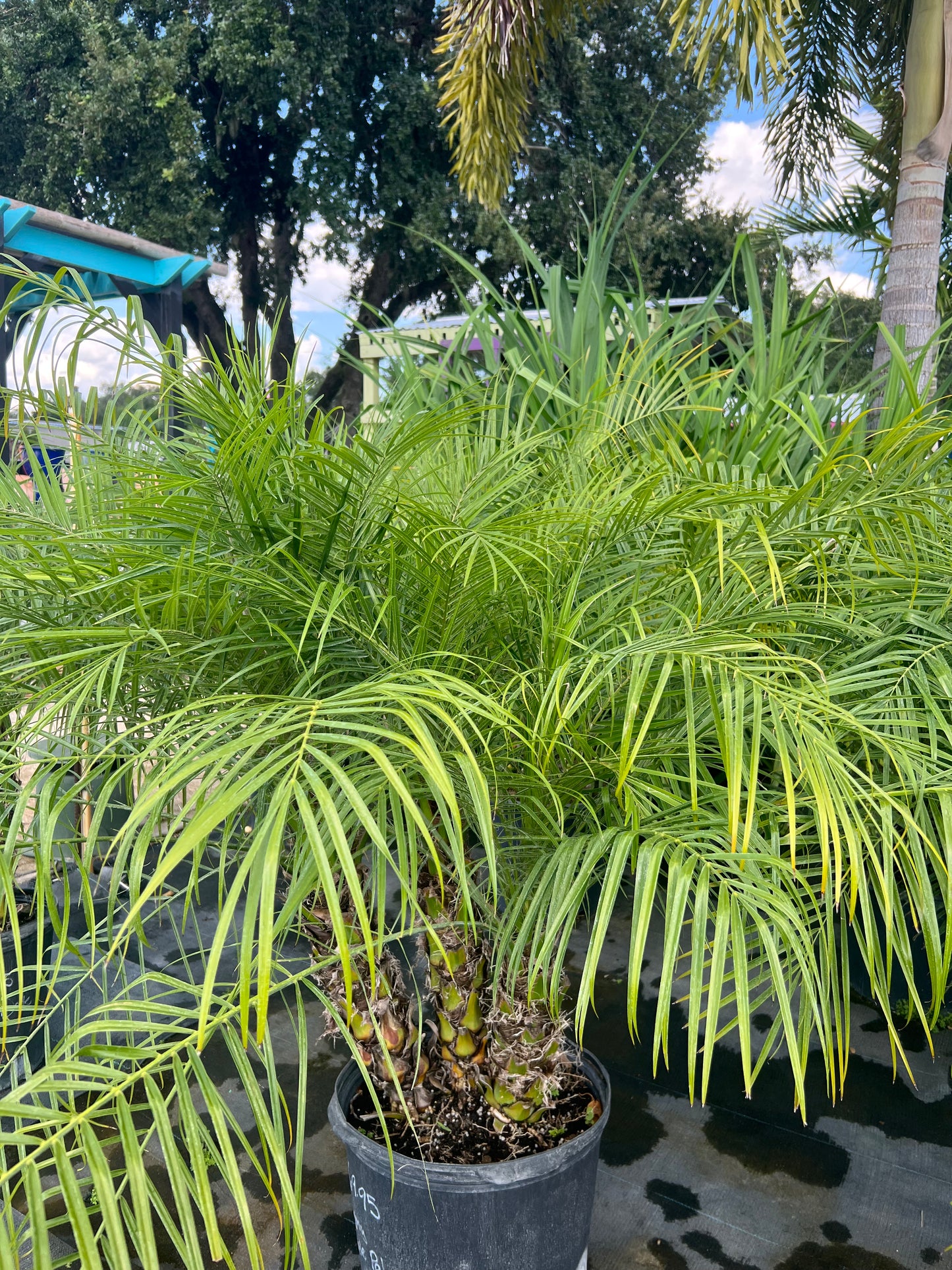 Roebelenii Palms